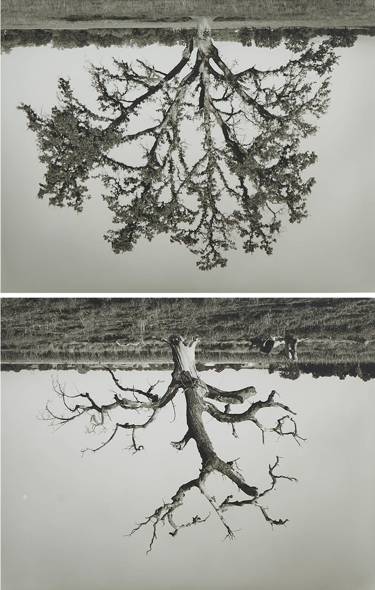 Rodney Graham (1949-2022) - Untitled Diptych (Oak Trees Red Bluff), 1993-1994