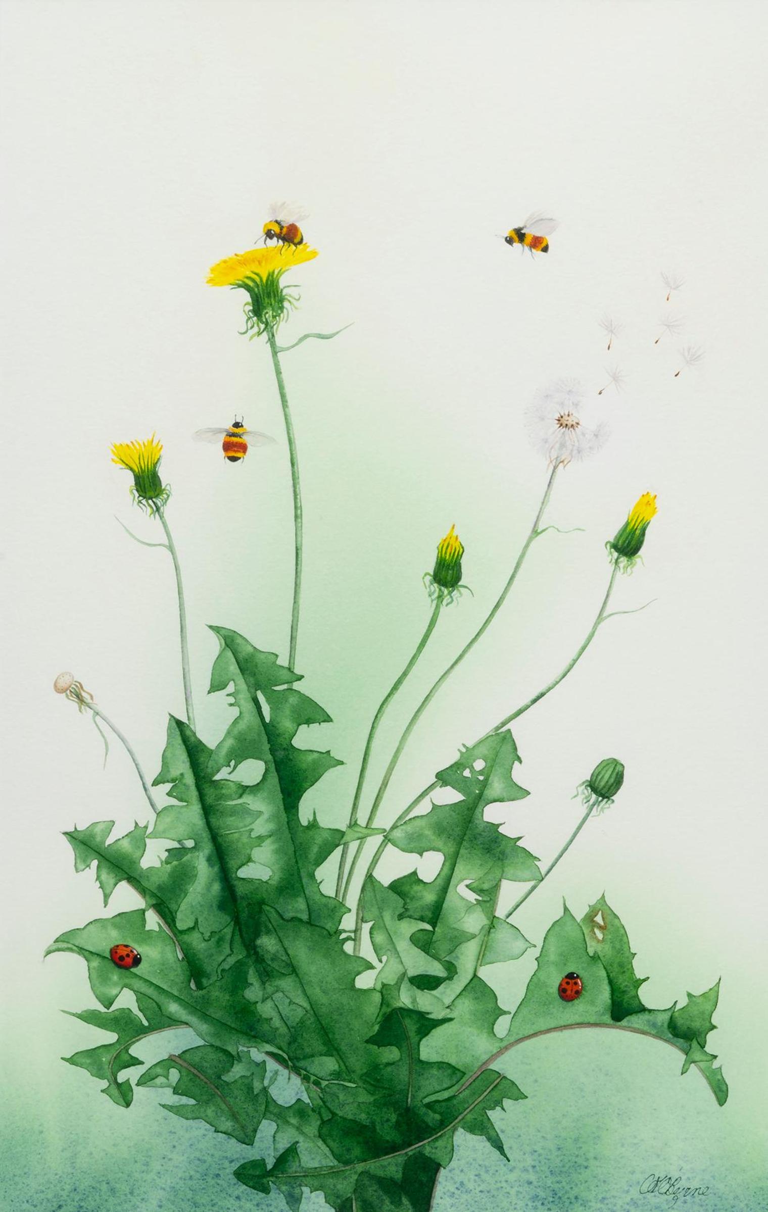 Catherine O'Byrne - Bees and Dandelions