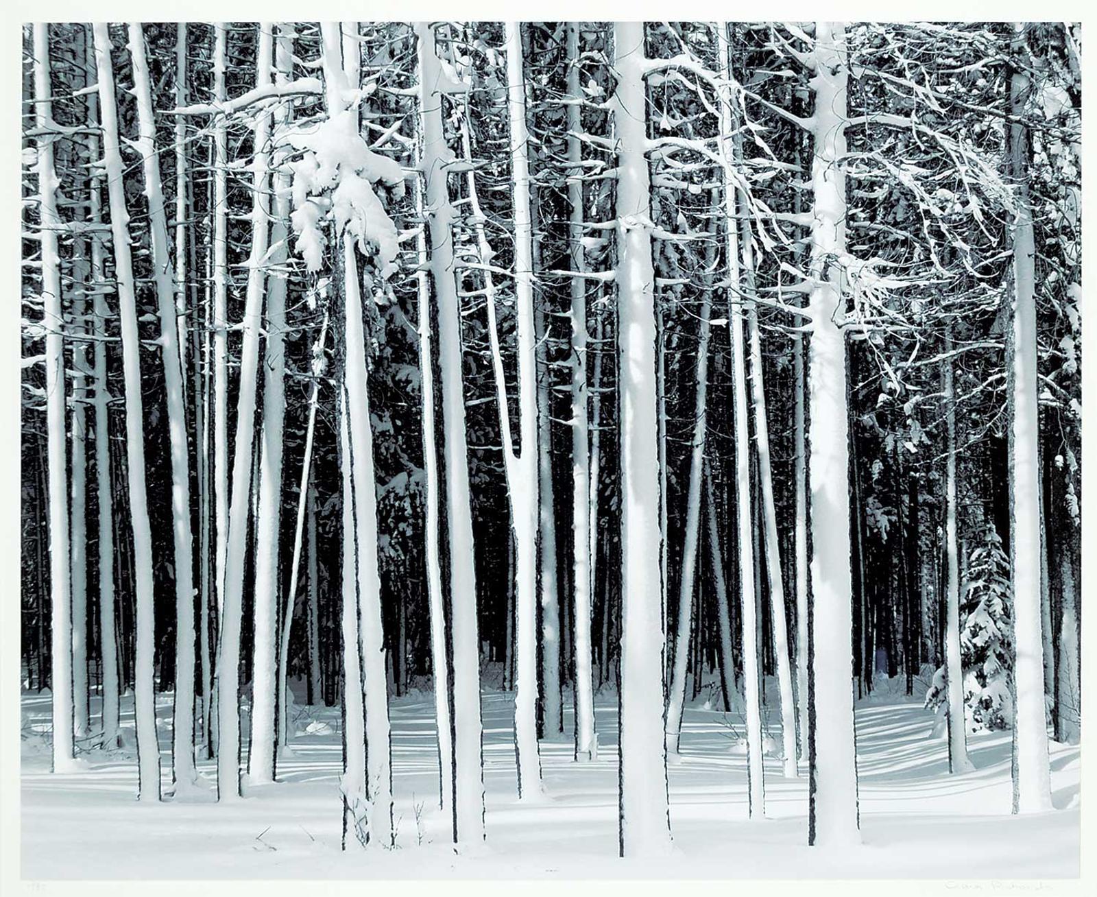 Craig Richards - Winter, Lodgepoll Pine, Banff National Park