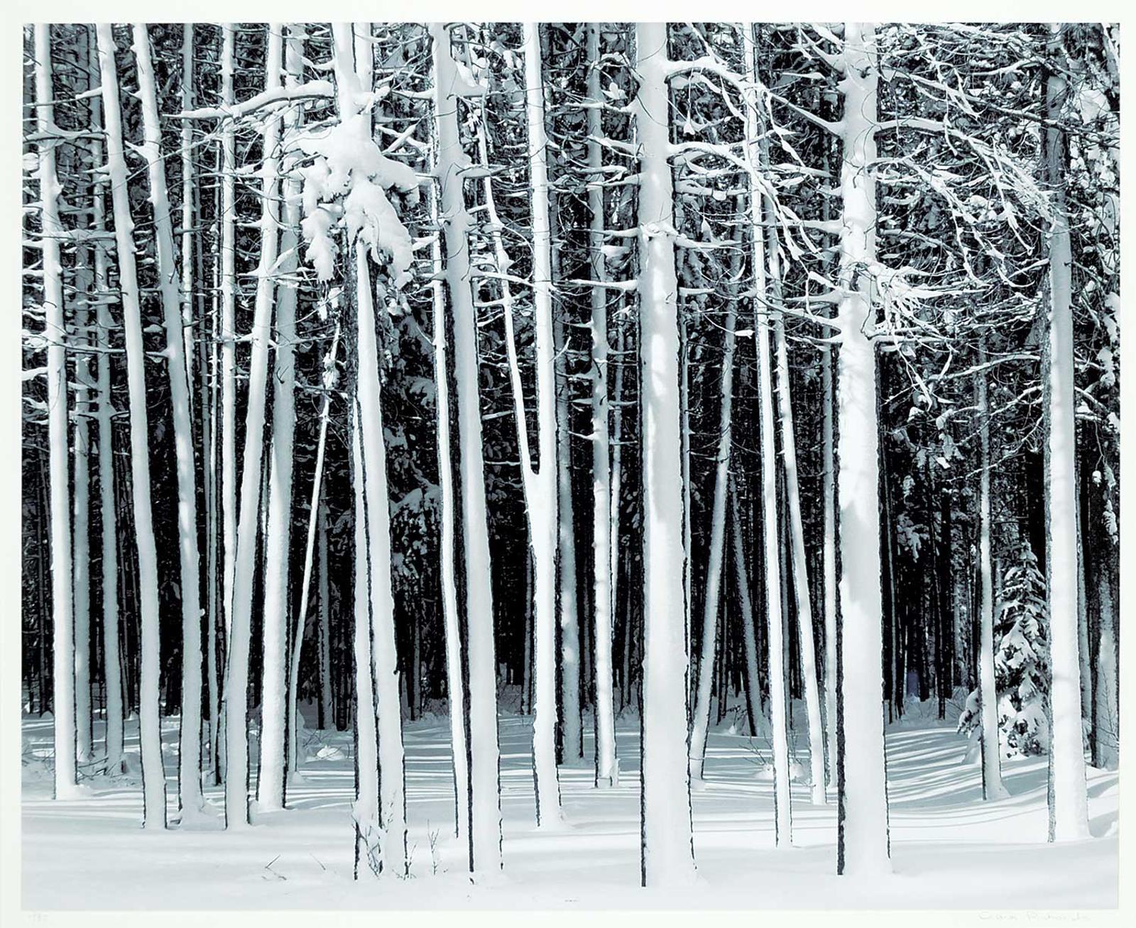 Craig Richards (1955) - Winter, Lodgepoll Pine, Banff National Park