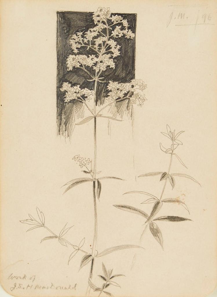 James Edward Hervey (J.E.H.) MacDonald (1873-1932) - Botanical Still Life