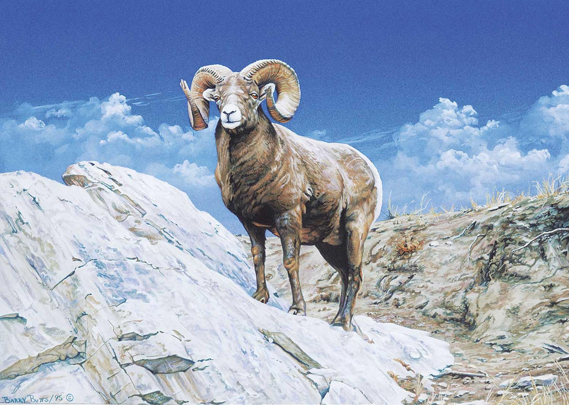 Barry Butts - Untitled - Lone Big Horn Sheep