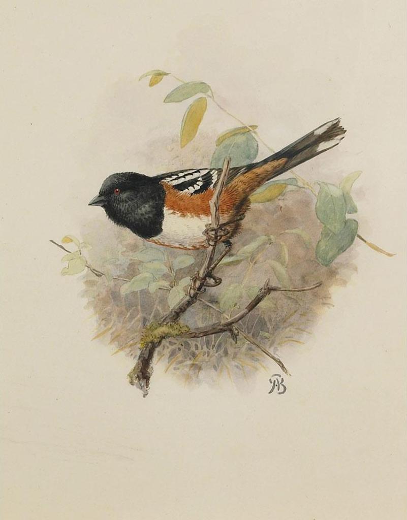 Allan Brooks (1869-1946) - Spotted Towhee