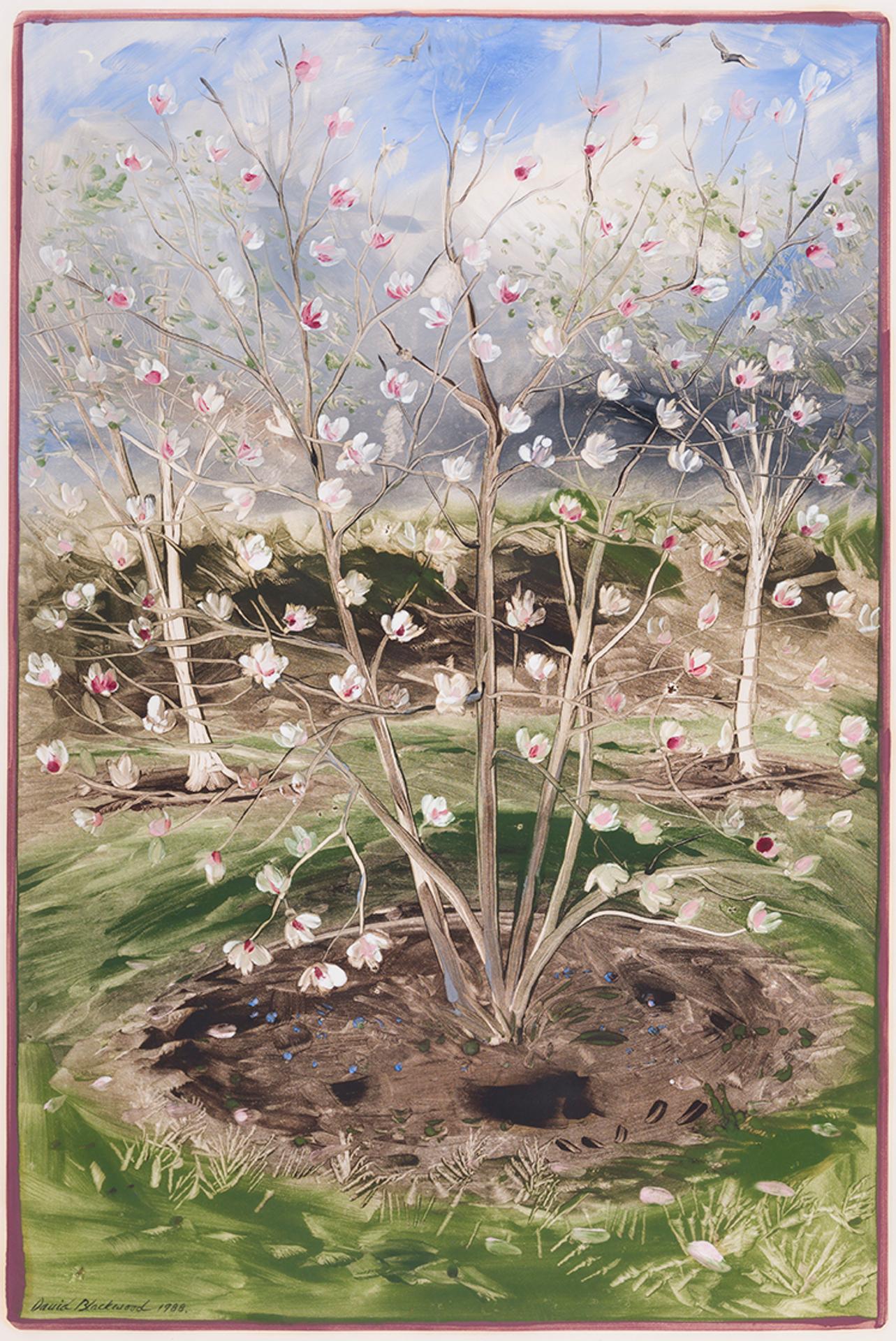 David Lloyd Blackwood (1941-2022) - Magnolia Soulangia in Bloom