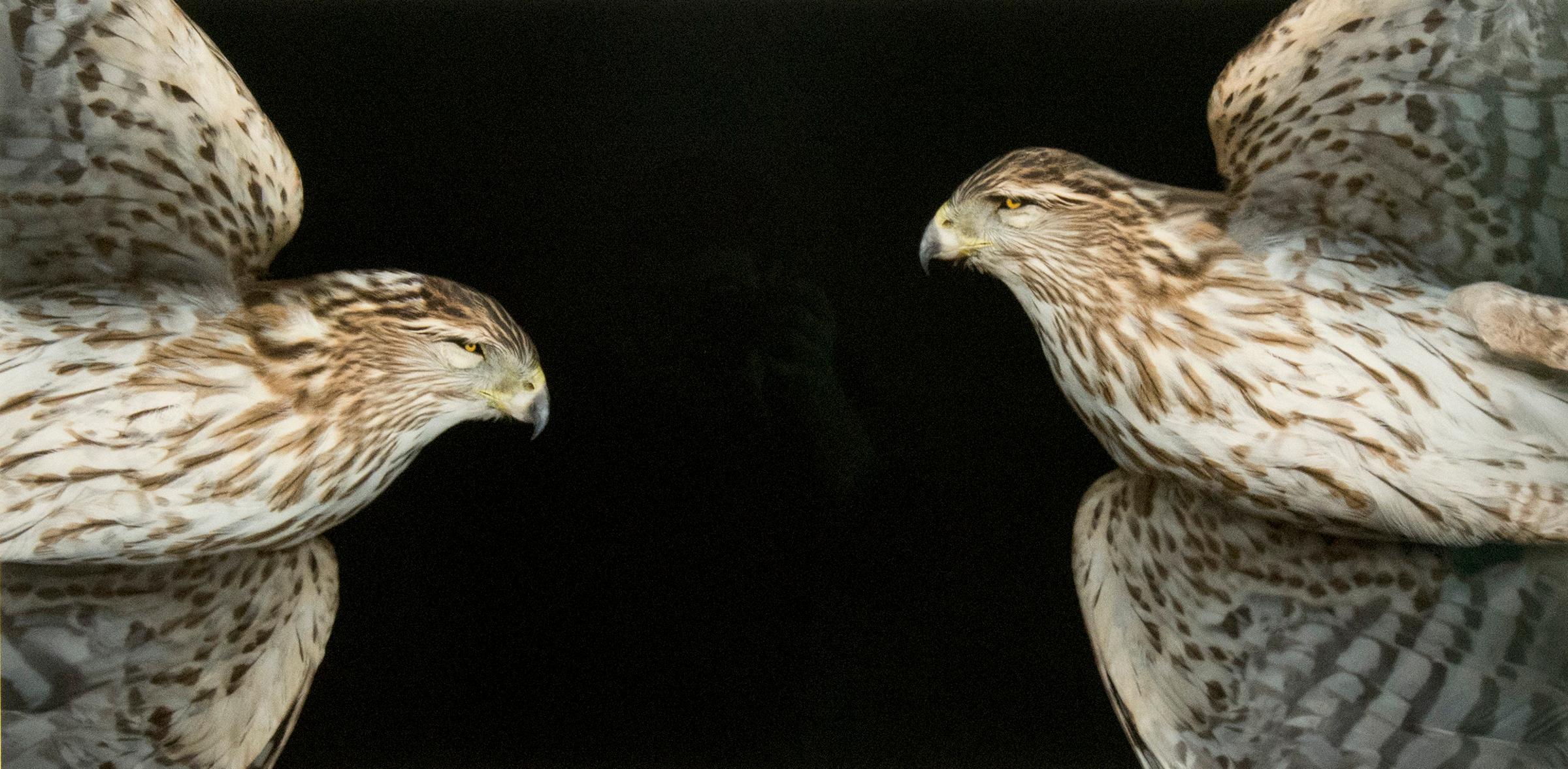 Deborah Samuel - Cooper's Hawk VI & II, 2012