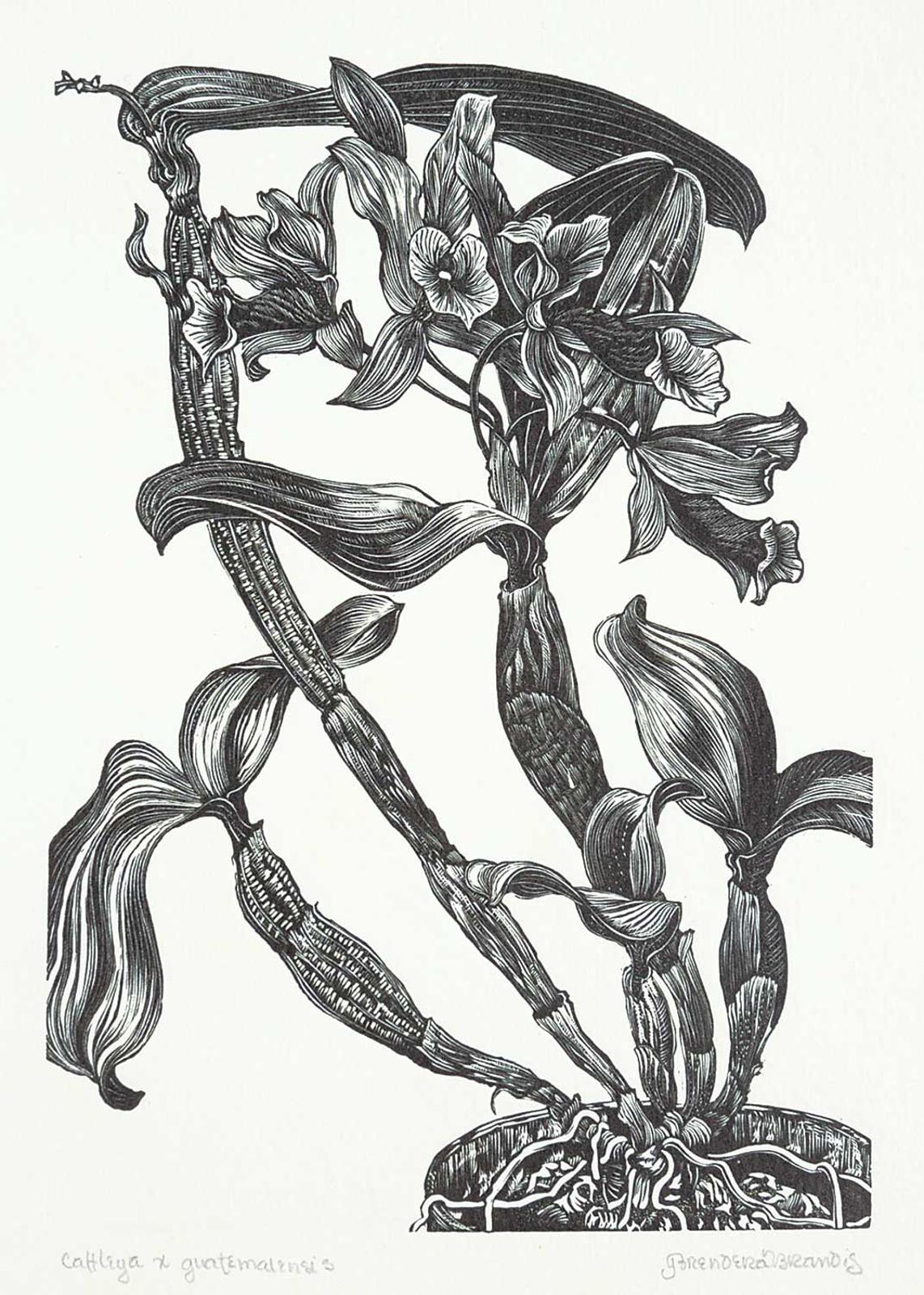 Gerard William Brender a Brandis (1942) - Cattleya x Guatemalensis
