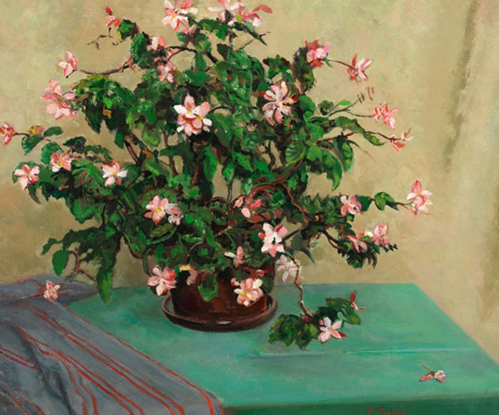 Frederick Bourchier Taylor (1906-1987) - Flowering Begonia Plant