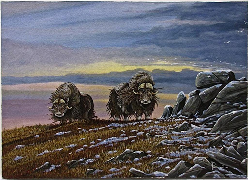 Robert Paananen (1934) - Muskox