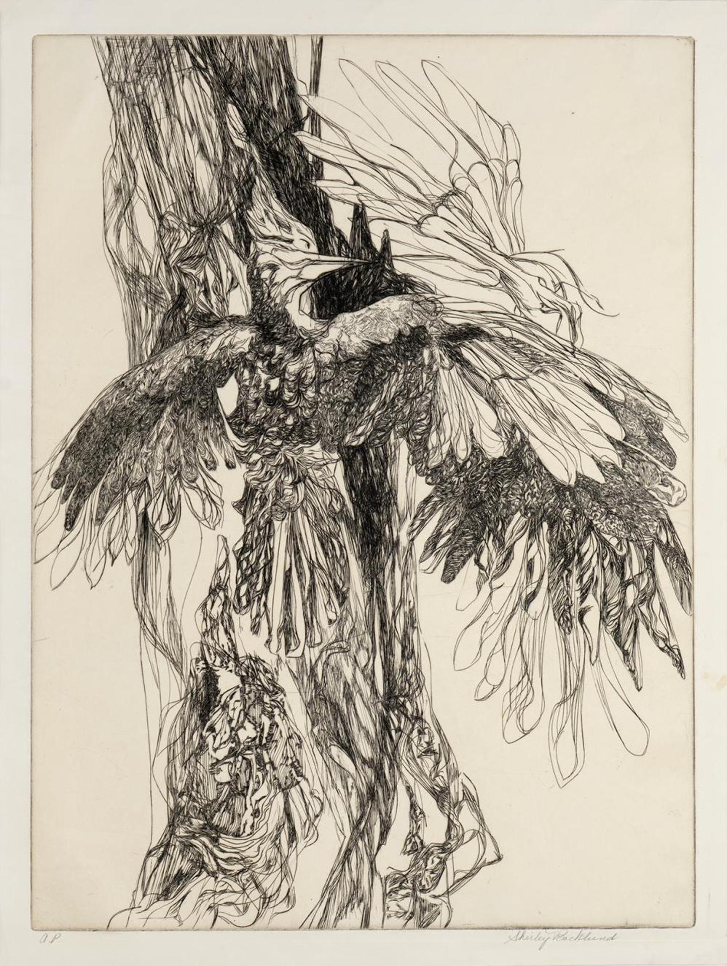 Shirley Backlund - Untitled - Woodpecker