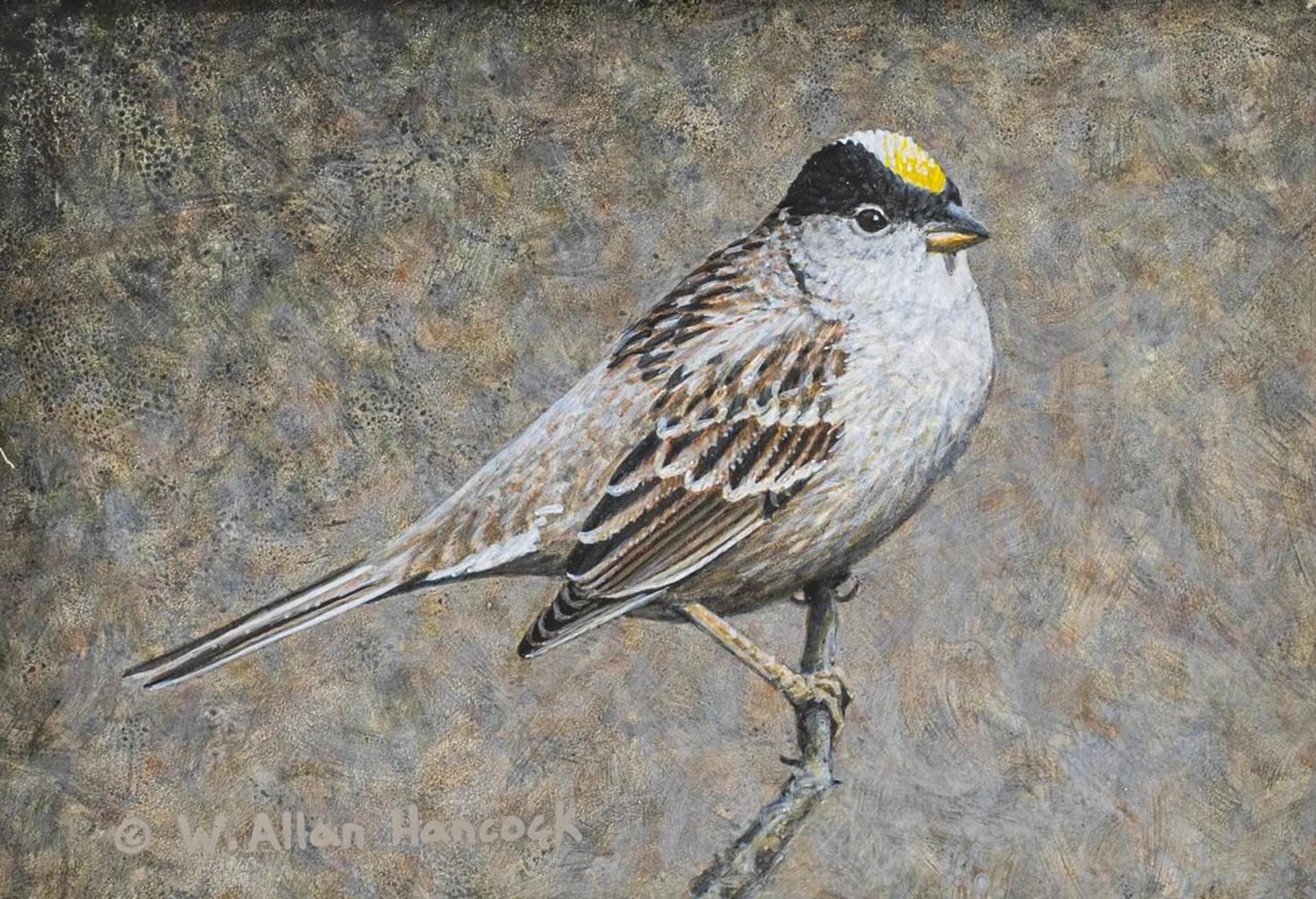 W. Allan Hancock - Golden - Crowned Sparrow 2