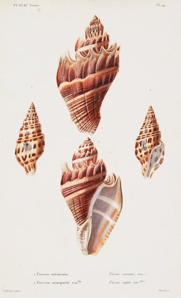 Louis-Charles Kiener (1799-1881) - 6 Engravings from “Species Generale et Iconographie des Coquilles Vivantes, 1834-1879”