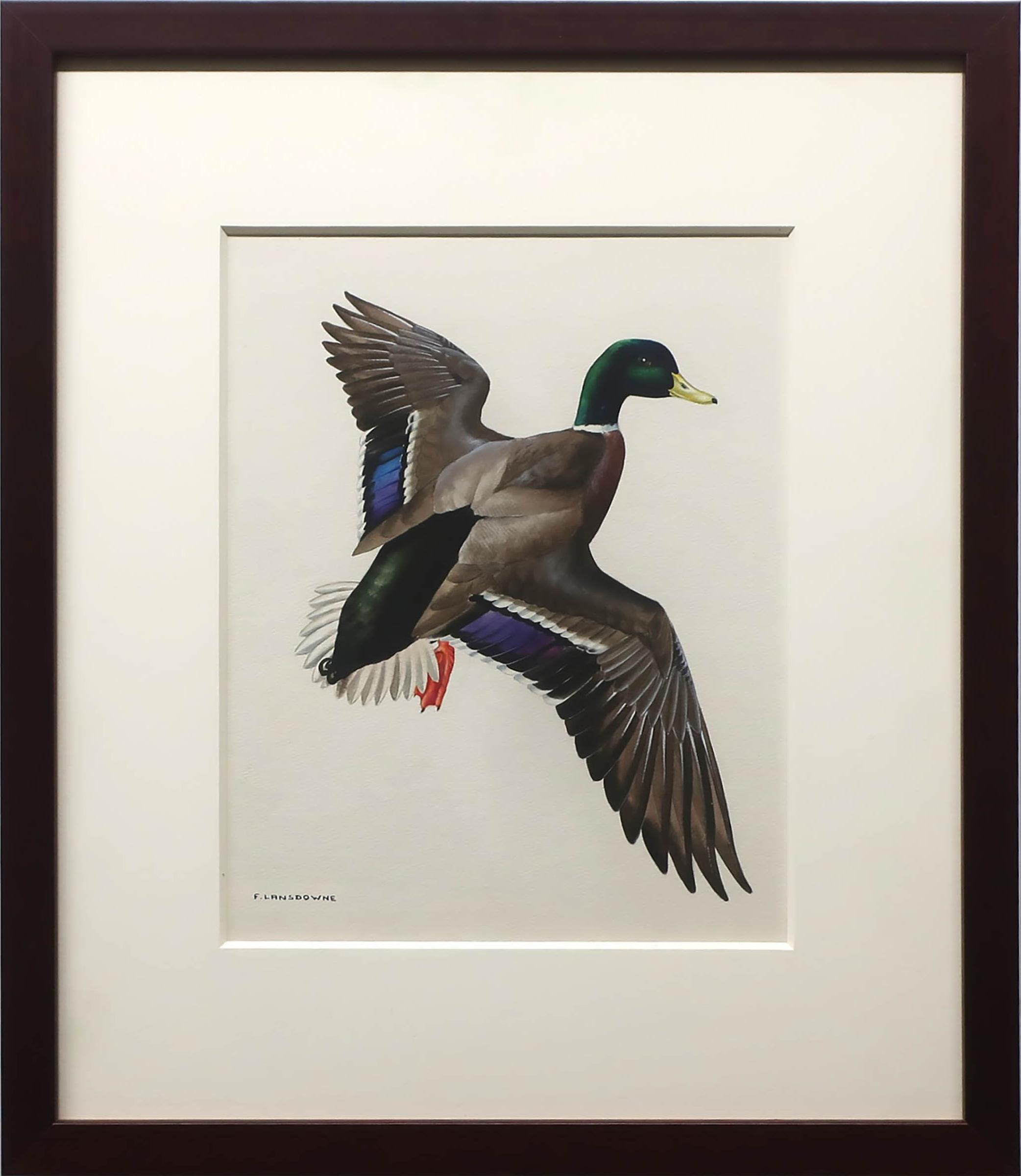 James Fenwick Lansdowne (1937-2008) - Mallard Duck