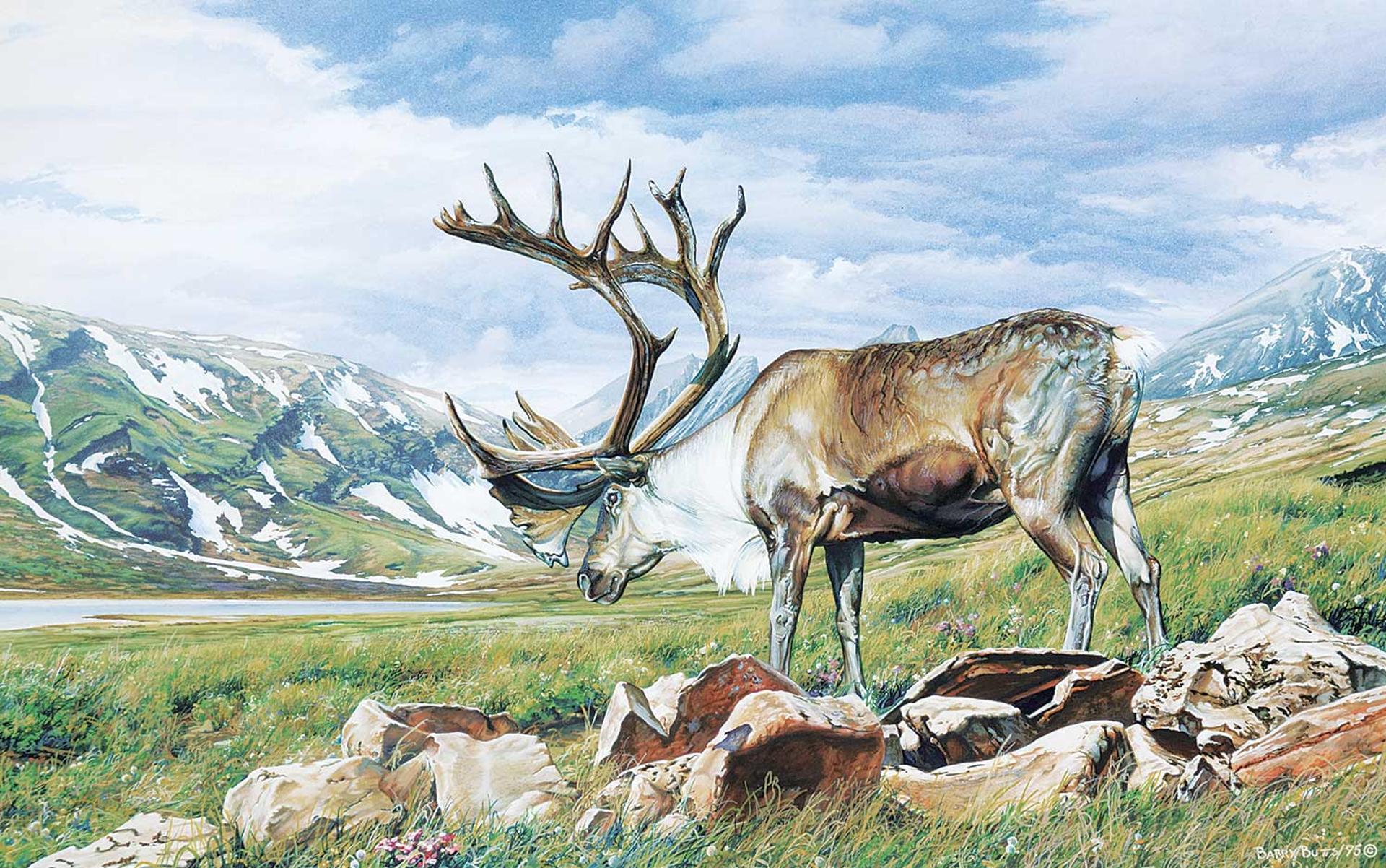 Barry Butts - Untitled - Grazing Caribou
