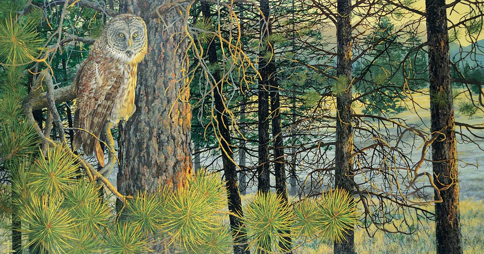 Joseph Cross - Untitled - Owl in the Sunlit Woods