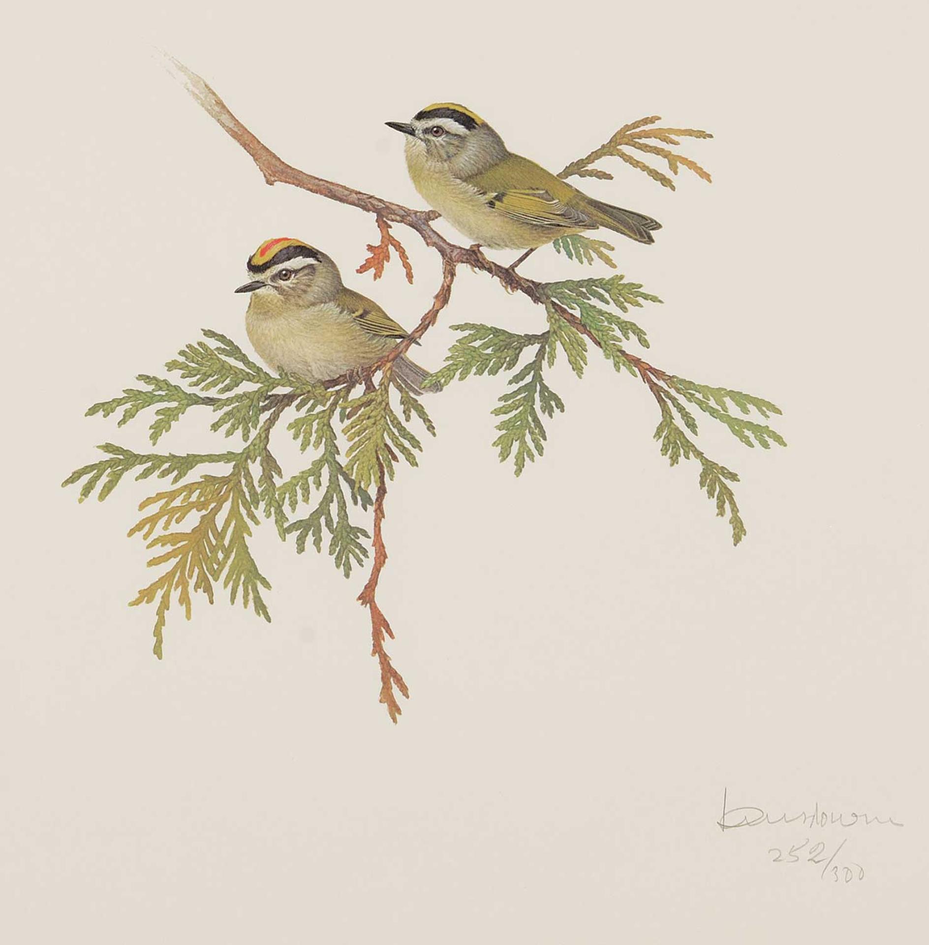 James Fenwick Lansdowne (1937-2008) - Golden-Crowned Kinglet, Regulus Satrapa  #252/300