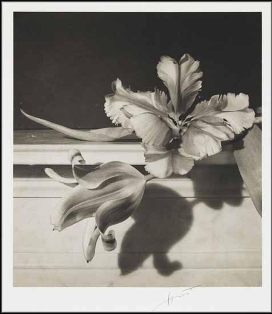 Horst P. Horst (1906-1999) - Tulips
