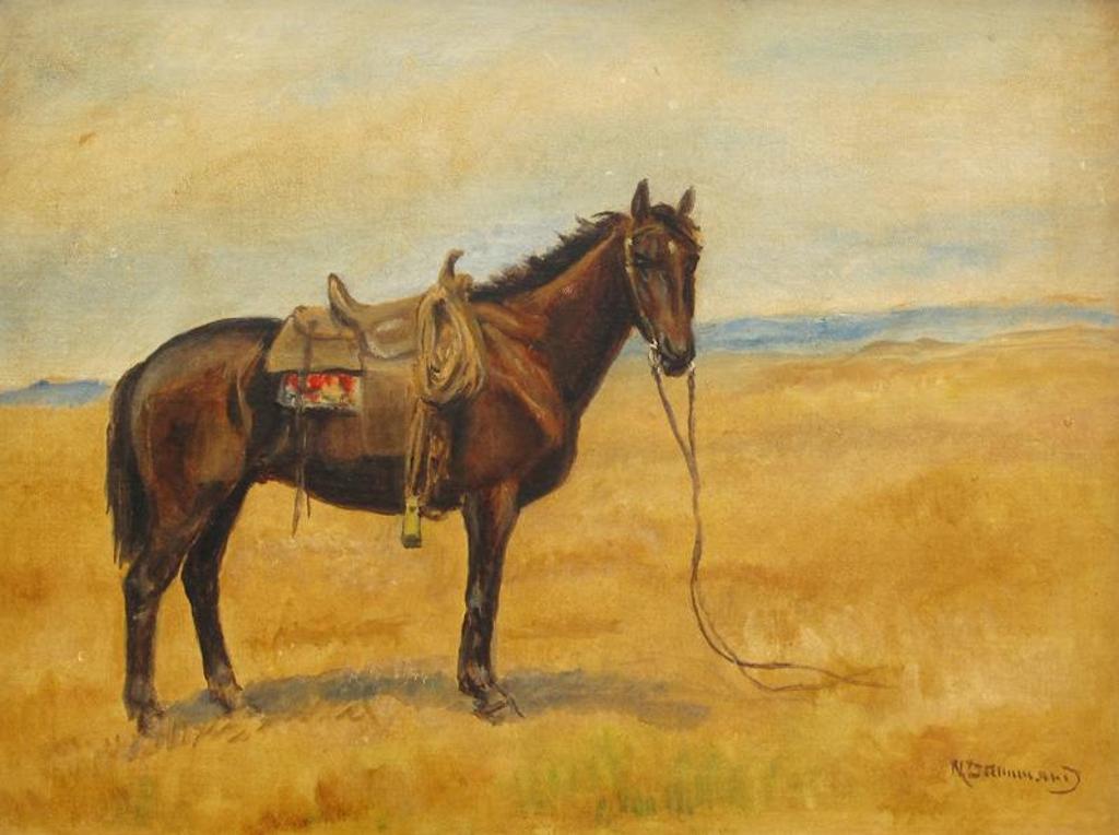 Norah (Nora) Drummond-Davies (1862-1949) - Horse