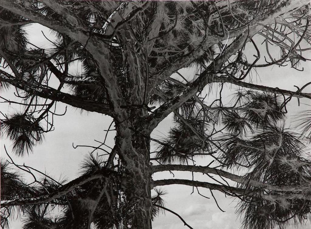 Pierre Charrier (1955) - Untitled - Tree SL 005