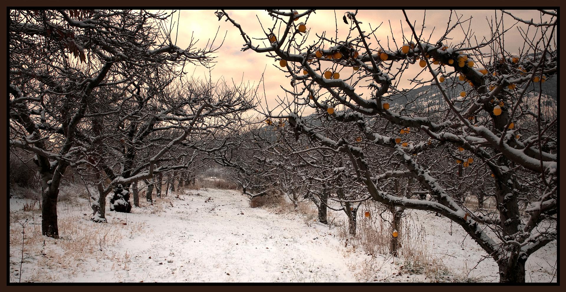 Merle Somerville - Winter Orchard