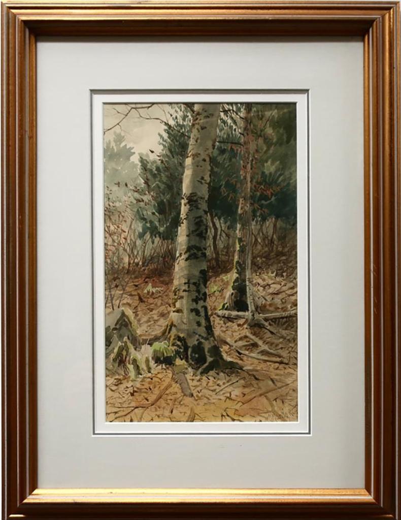 Thomas Mower Martin (1838-1934) - Untitled (Birch Trees)