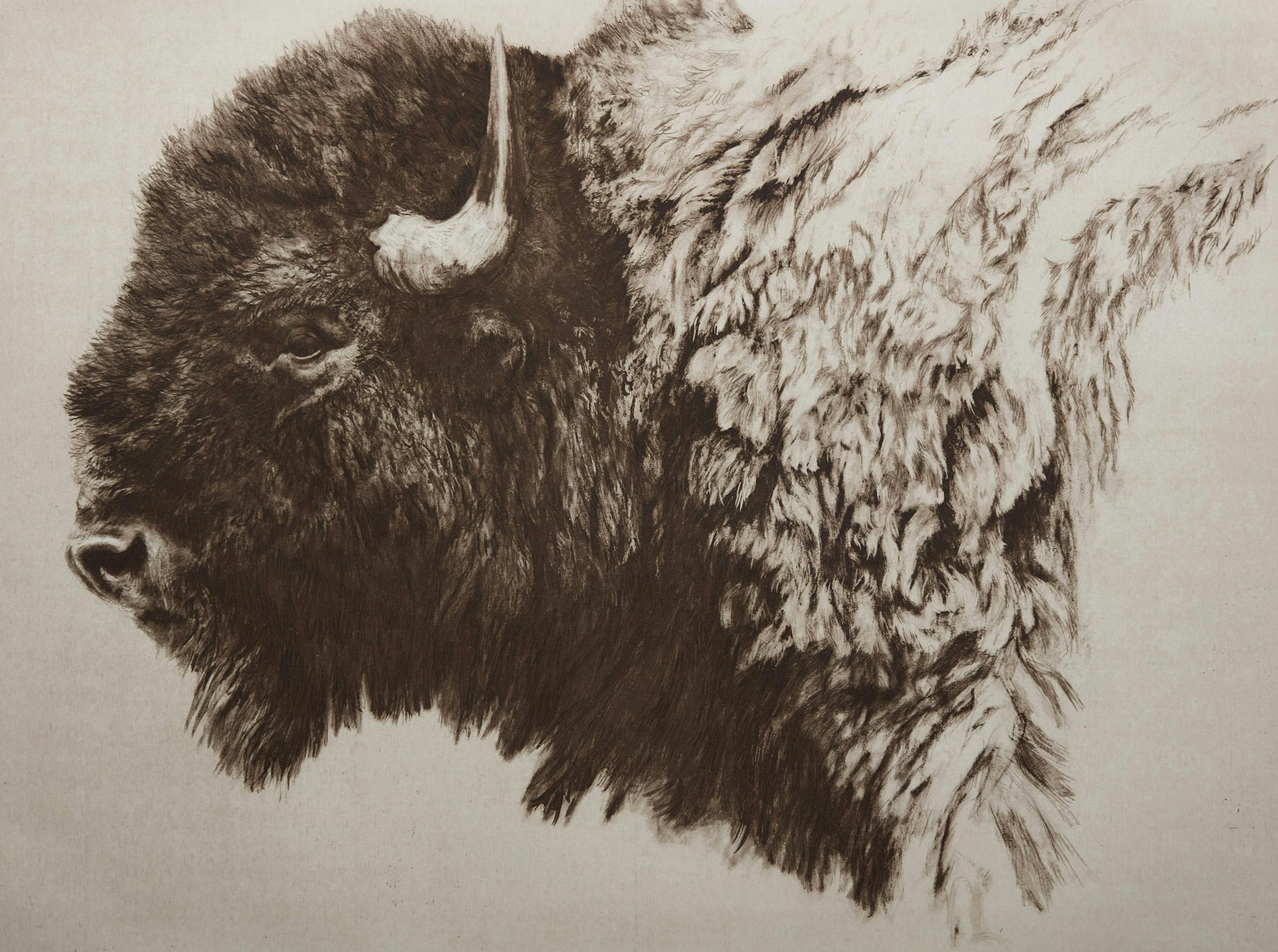 Robert Mclellan Bateman (1930-1922) - Bison