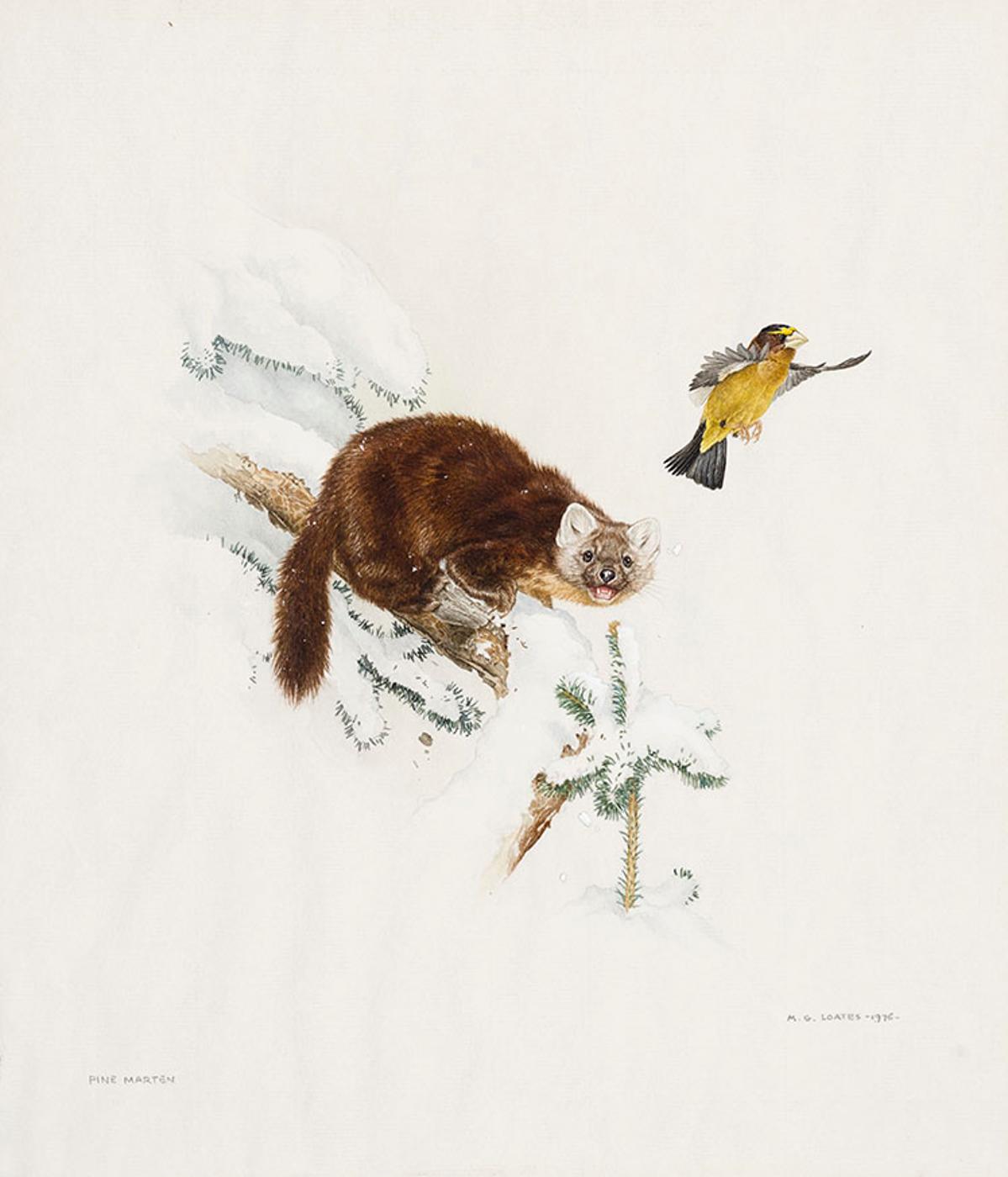 Martin Glen Loates (1945) - Pine Marten