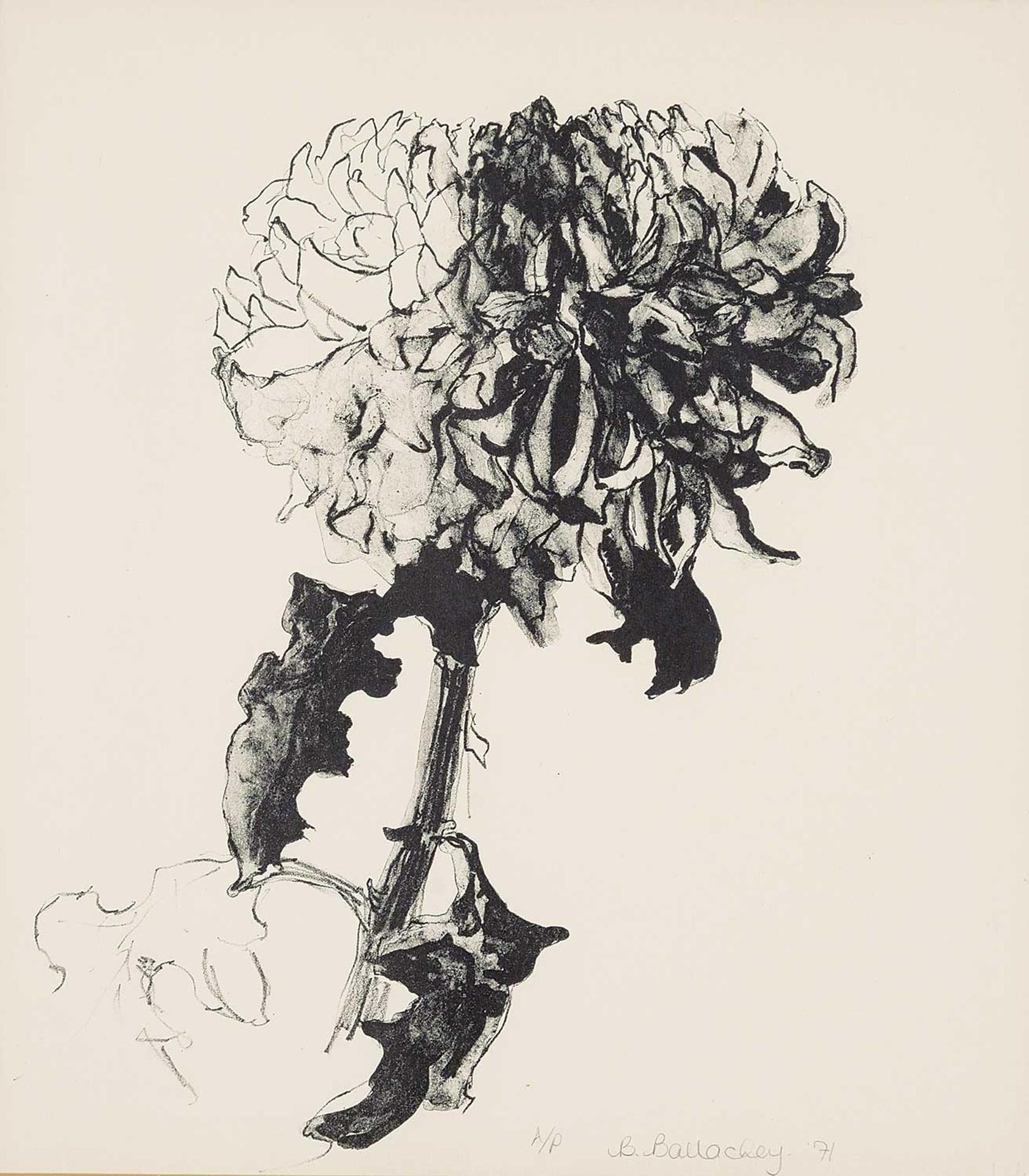 Barbara Ballachey (1949) - Untitled - Floral Sketch  #A/P