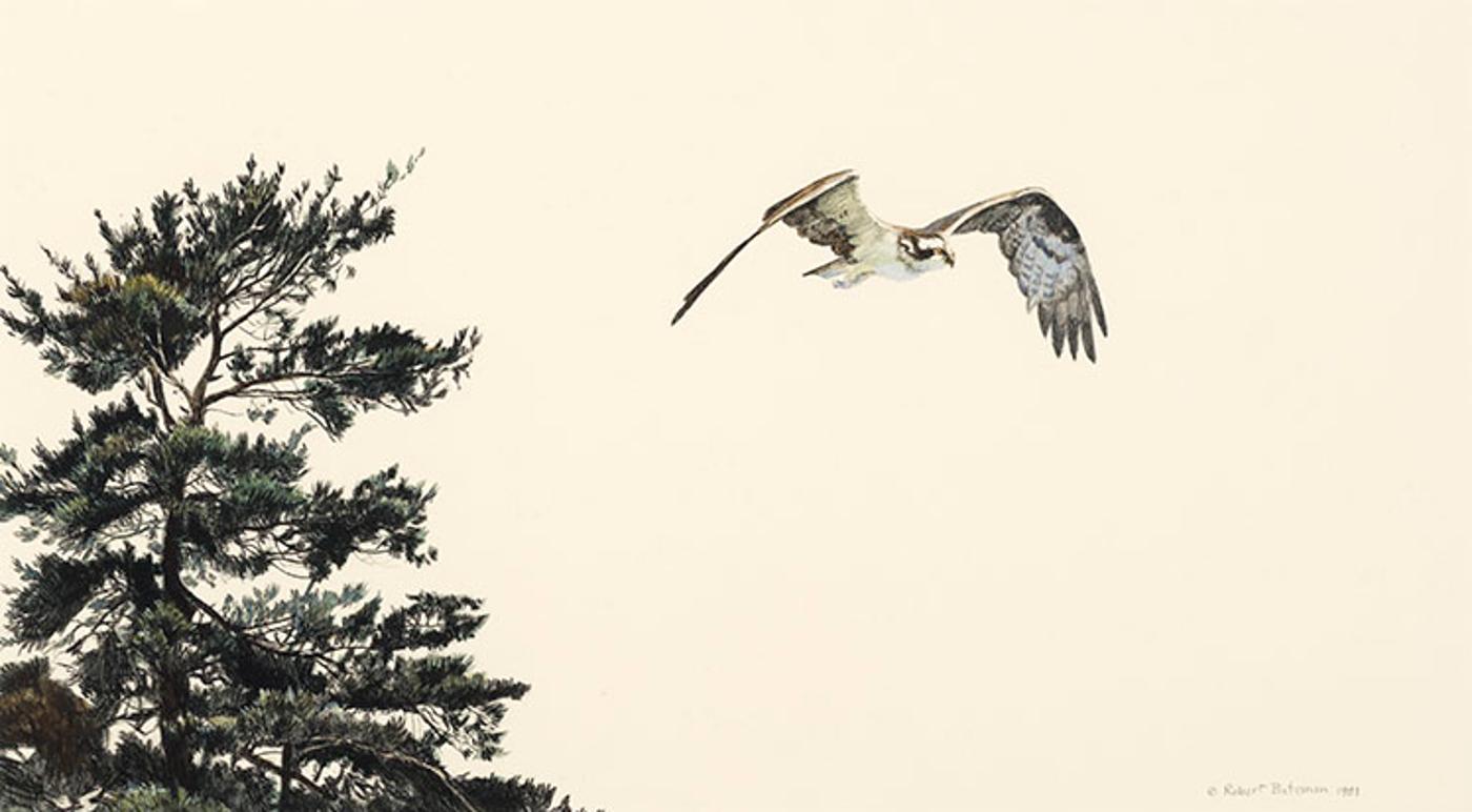 Robert Mclellan Bateman (1930-1922) - Osprey on the Wing