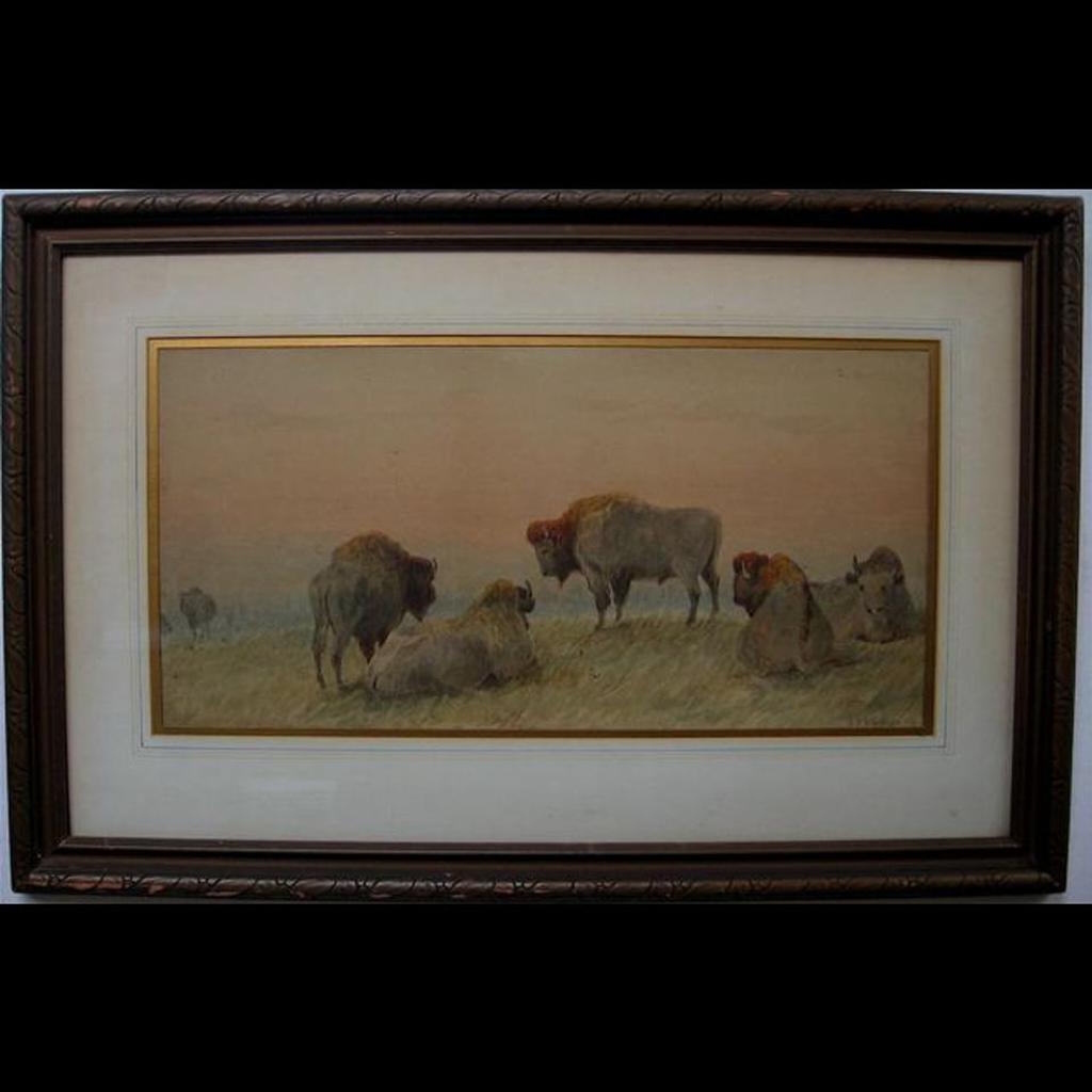 Frederick Arthur Verner (1836-1928) - Buffalo At Rest