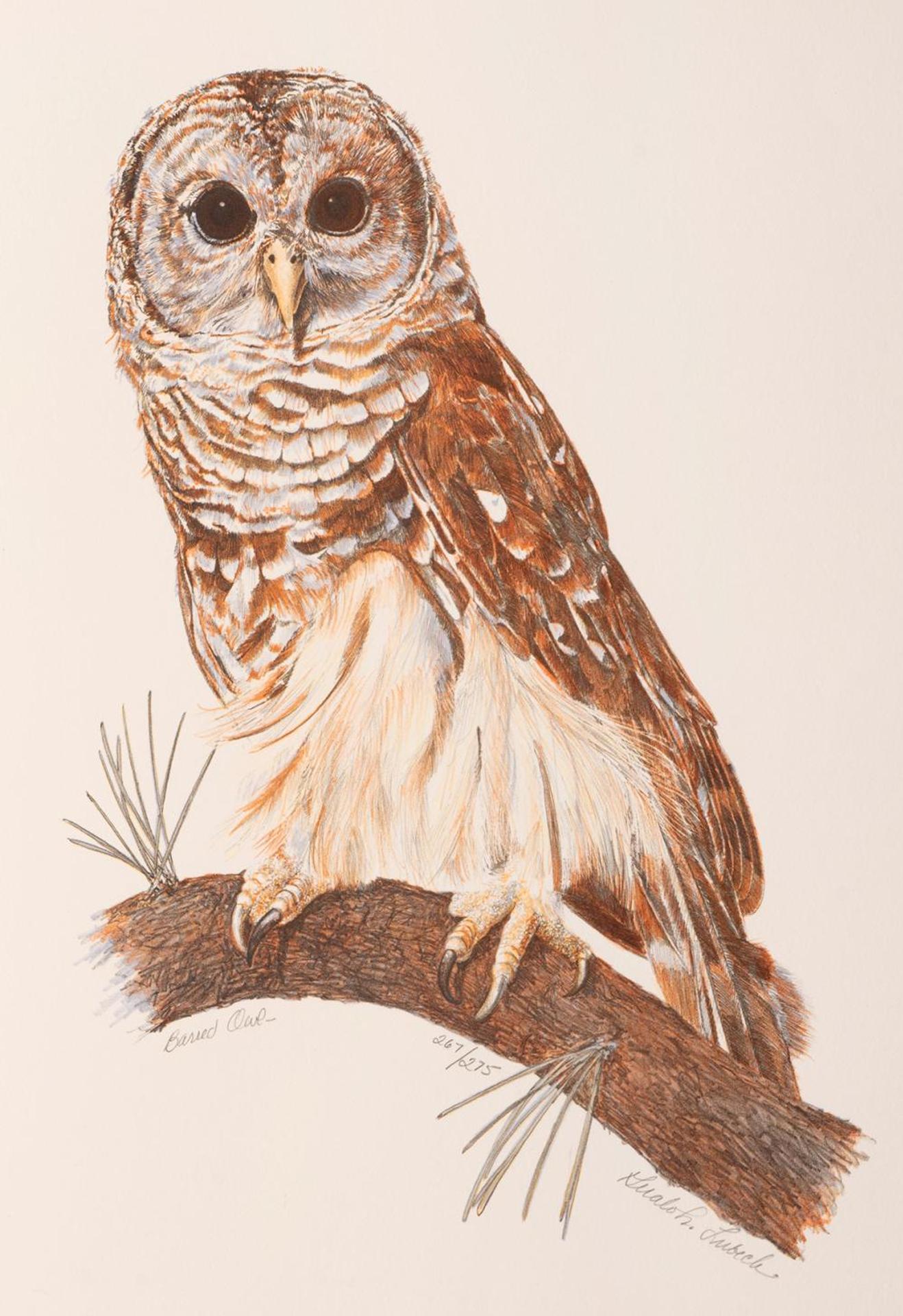 Gerald Lubeck (1942-2019) - Barred Owl