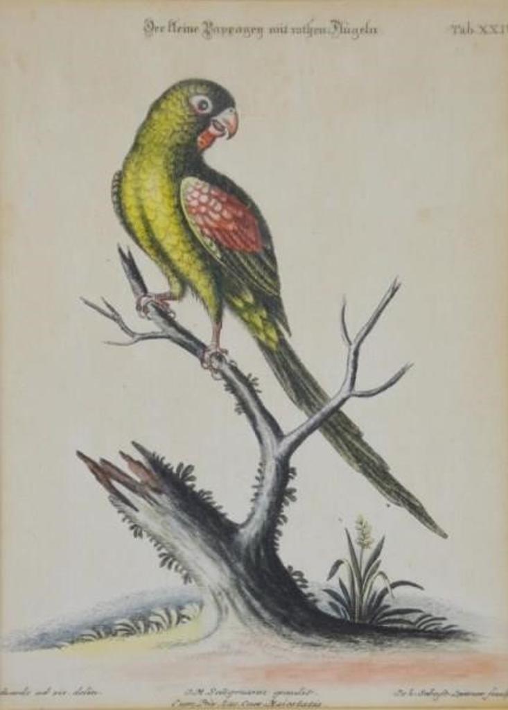 Johann Michael Seligmann (1720-1762) - Two 18thC. hand-coloured ornithological engravings
