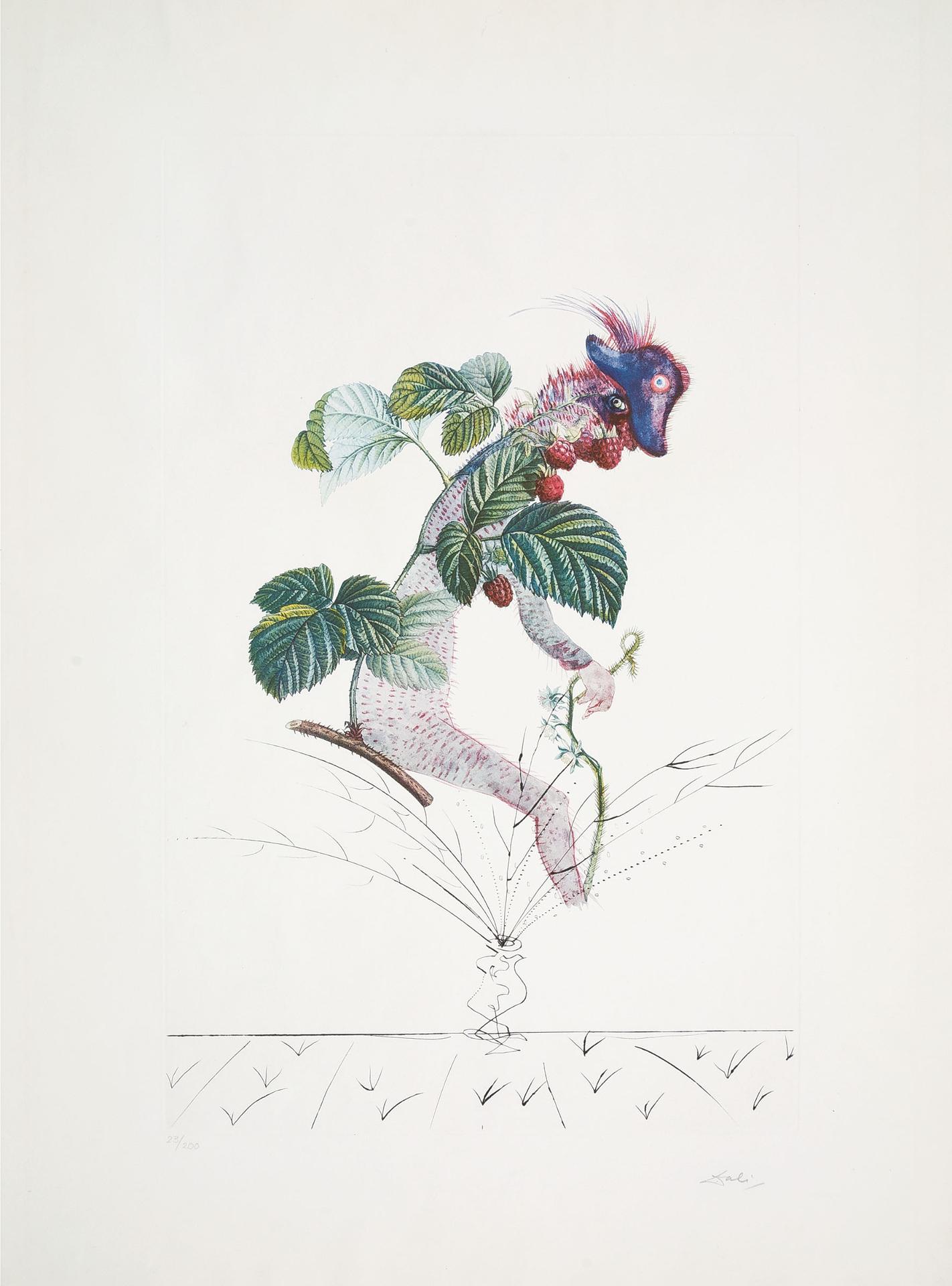 Salvador Dalí (1904-1989) - Framboisier (Raspberry, From Flordali / Les Fruits), 1969 [field, 69-11 (K)]