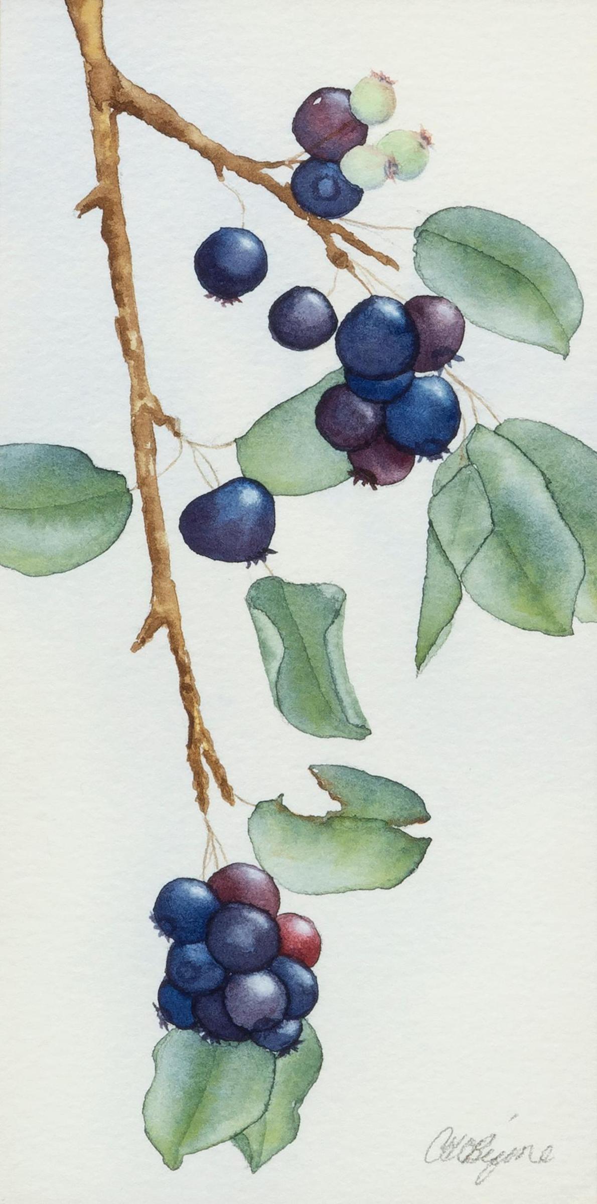 Catherine O'Byrne - Saskatoons