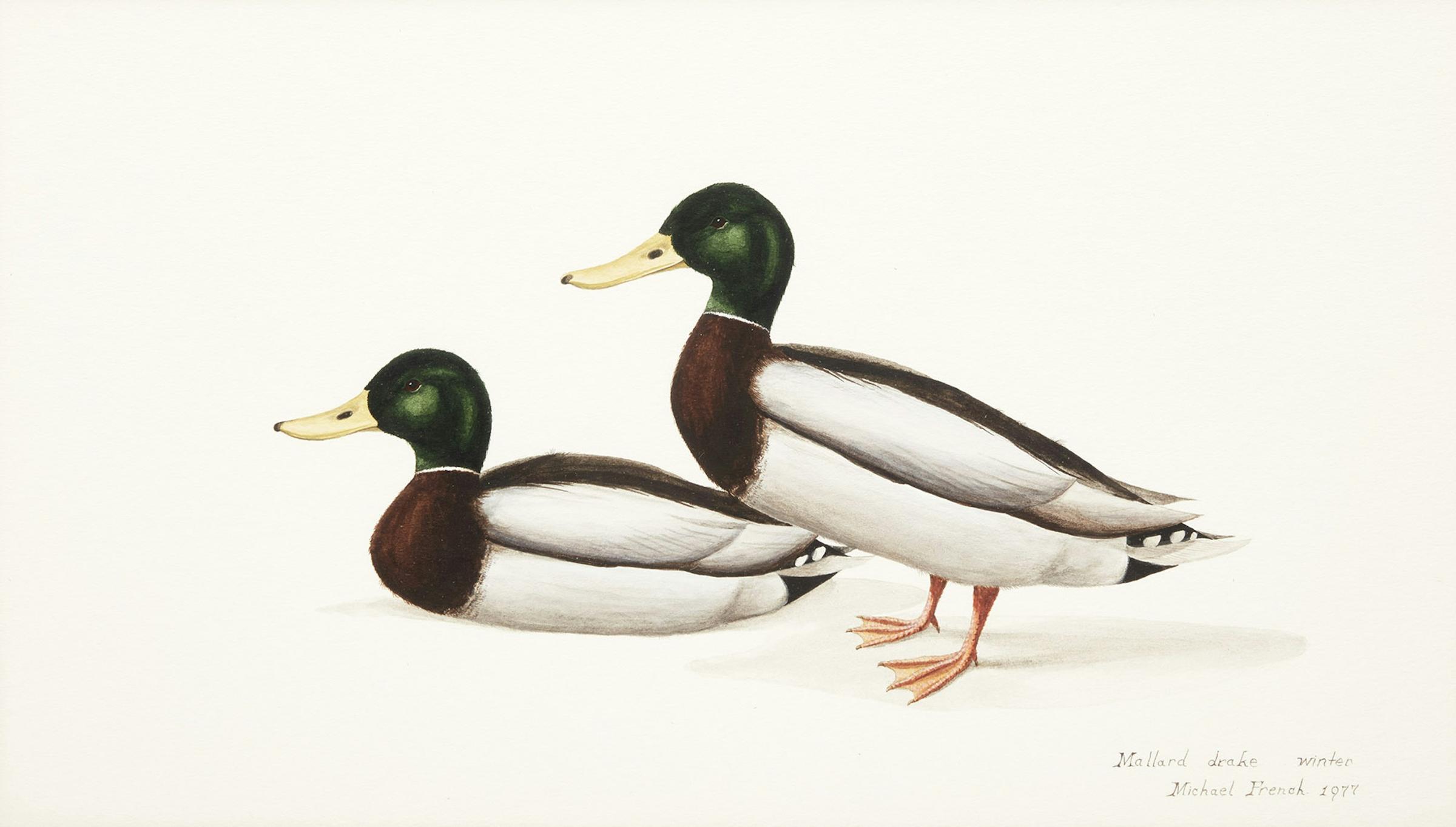 Michael Peter French (1951) - Mallard Drake, Winter