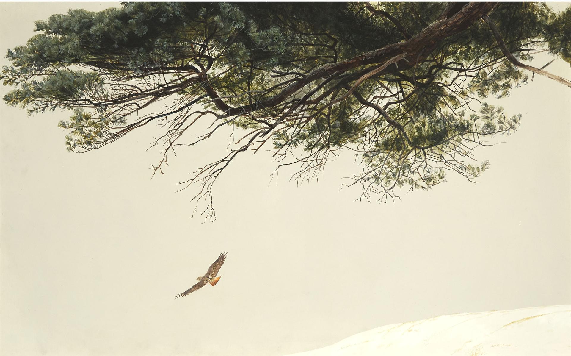 Robert Mclellan Bateman (1930-1922) - Red Tailed Hawk, Ca. 1965