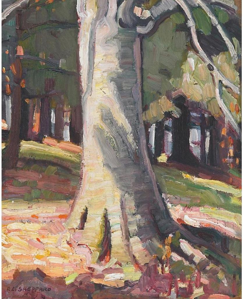 Peter Clapham (P.C.) Sheppard (1882-1965) - Beech Tree