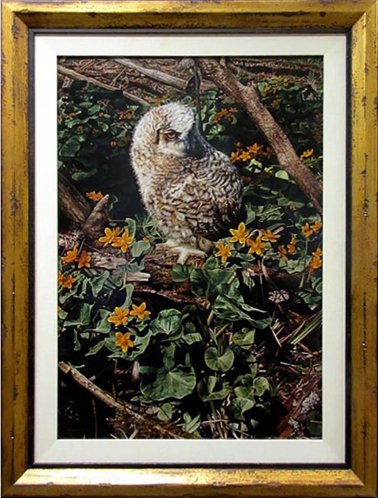 Richard Mravik (1973) - Untitled (Young Owl)
