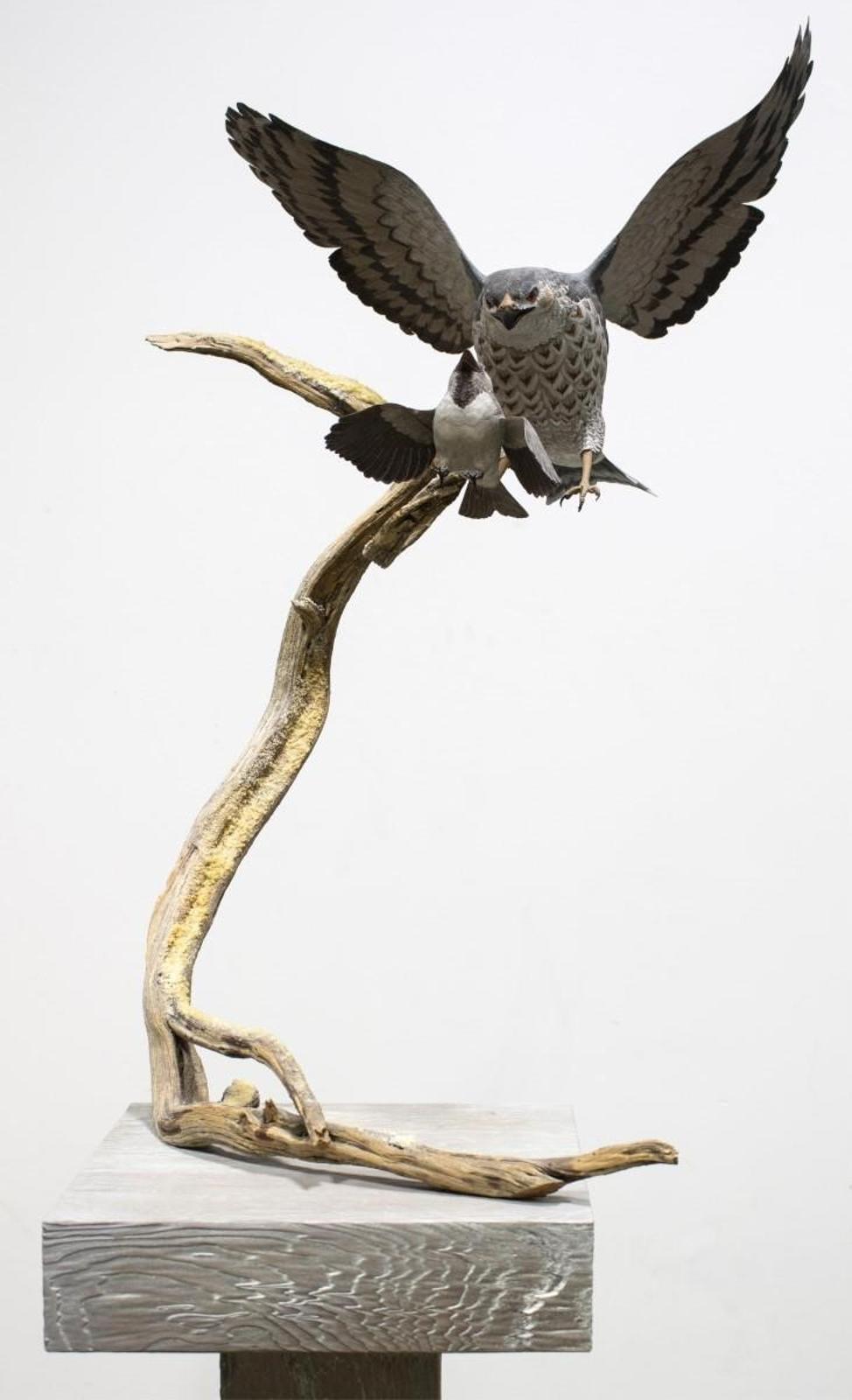 Deanna Bartholow - Hawk Pursuing Sparrow