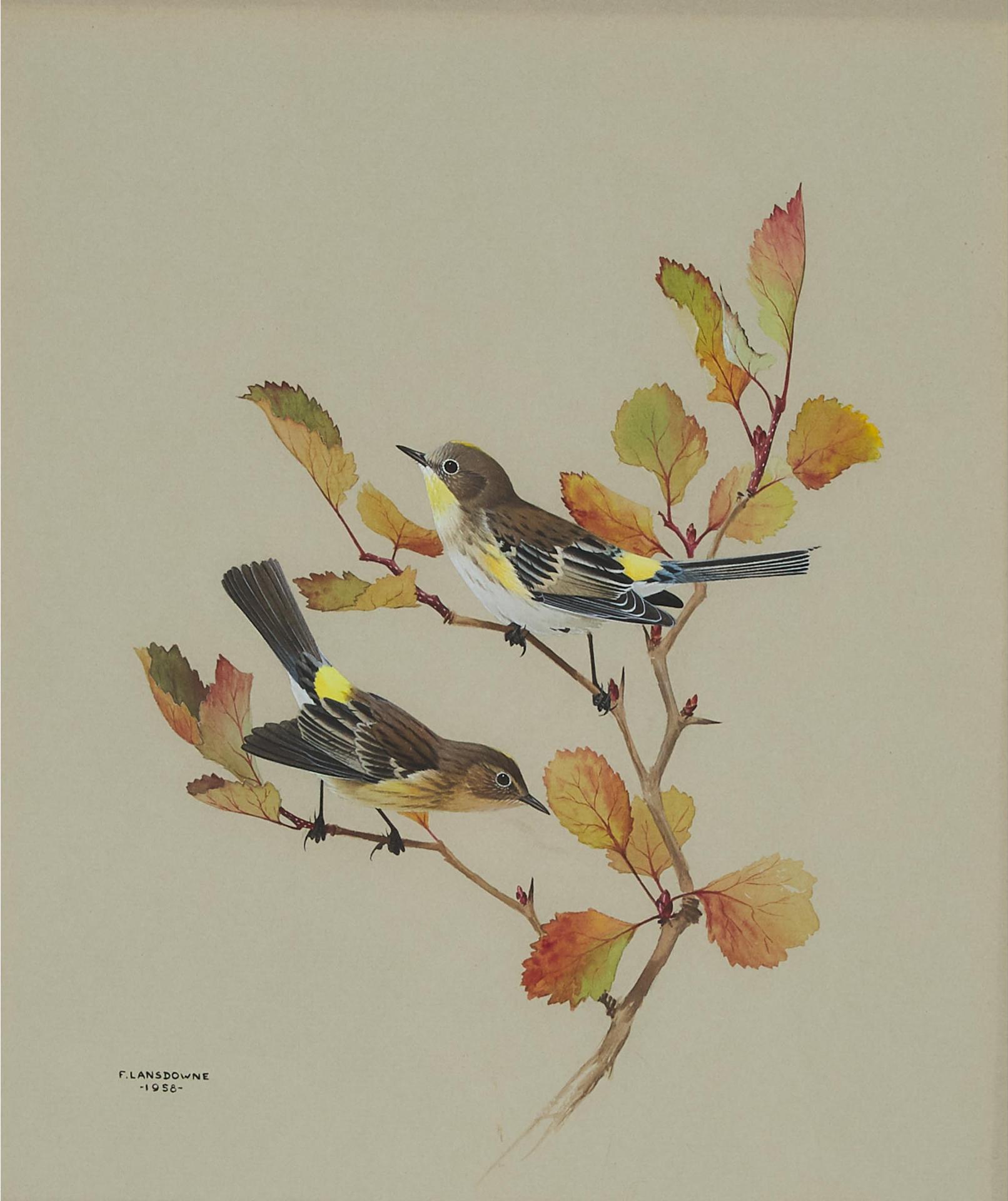 James Fenwick Lansdowne (1937-2008) - Audubon Warbler, 1958
