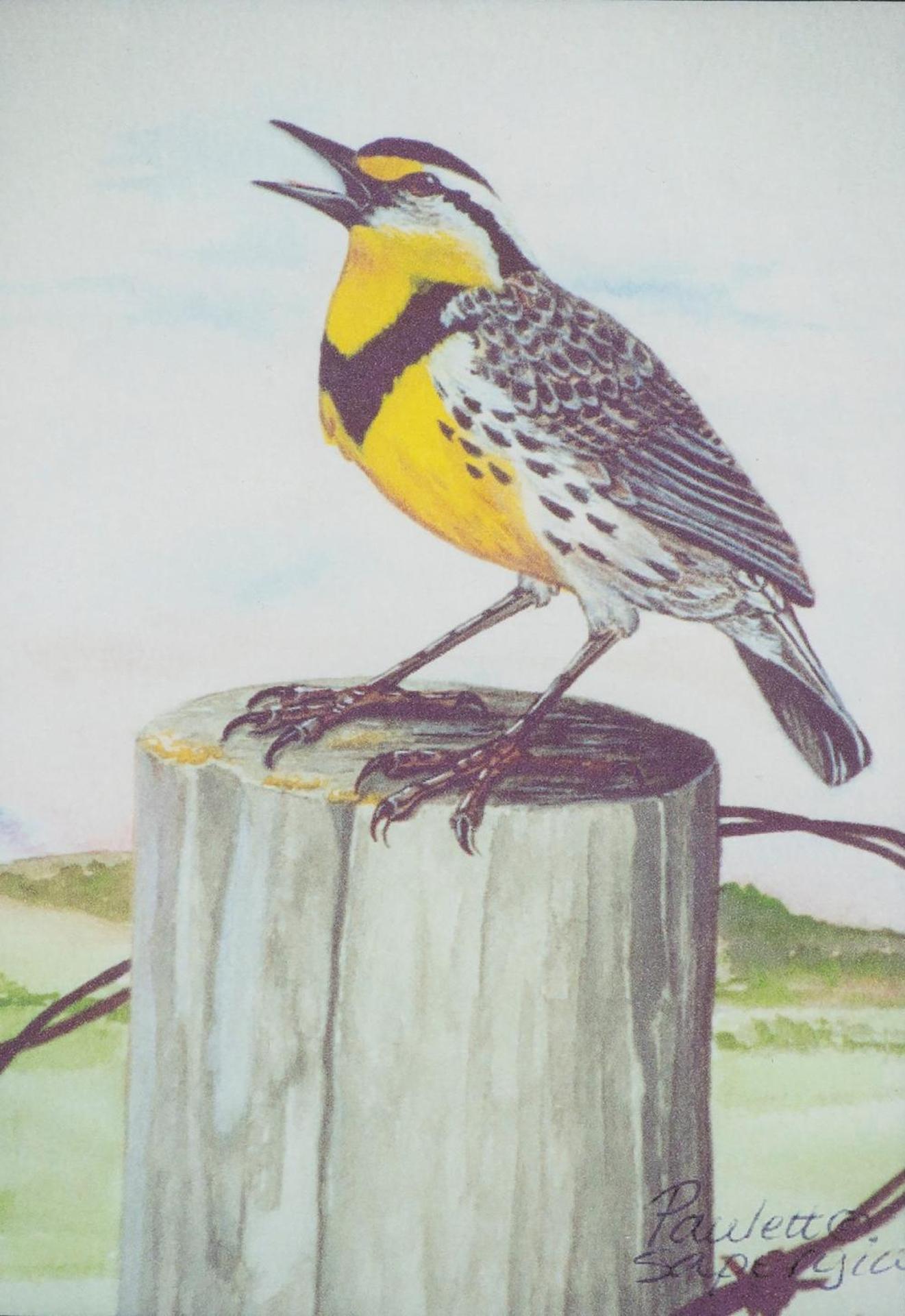 Paulett Sapergia - Prairie Messenger, Western Meadowlark