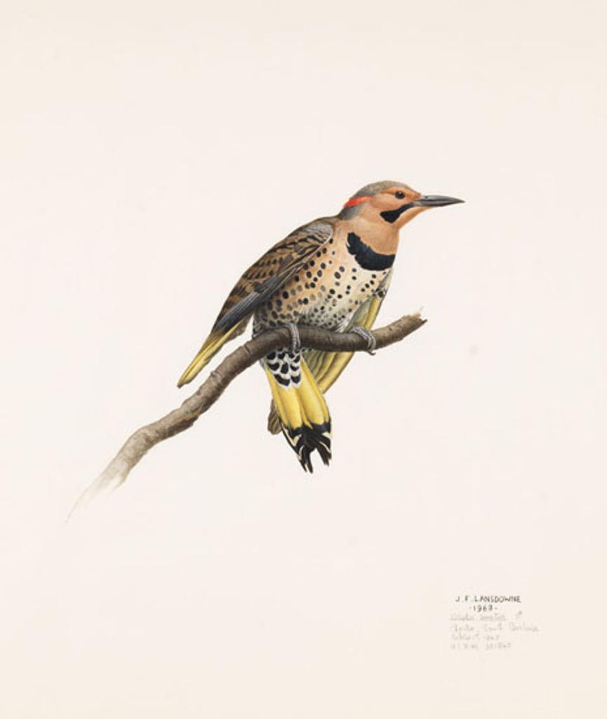 James Fenwick Lansdowne (1937-2008) - Colaptes Auratus