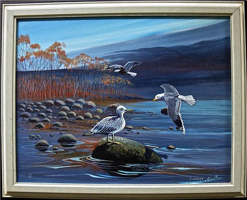 Edward - Herring Gulls
