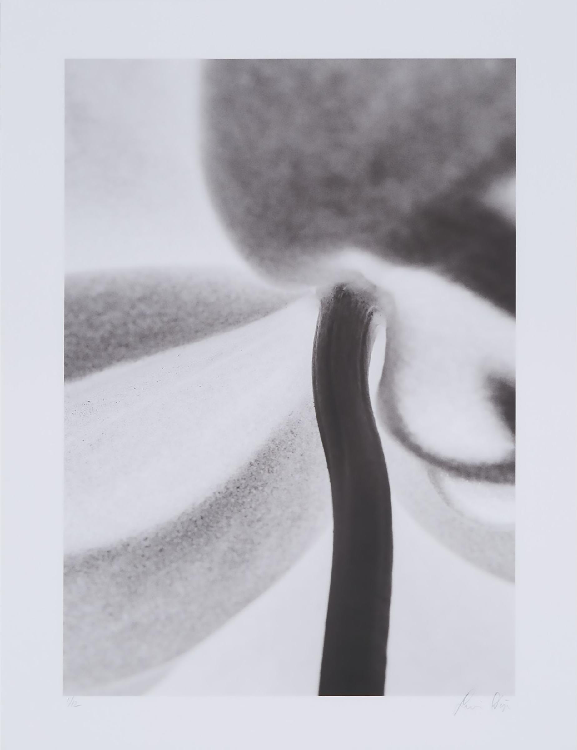 Yuri Dojc (1946) - Flower Photograph No. 1