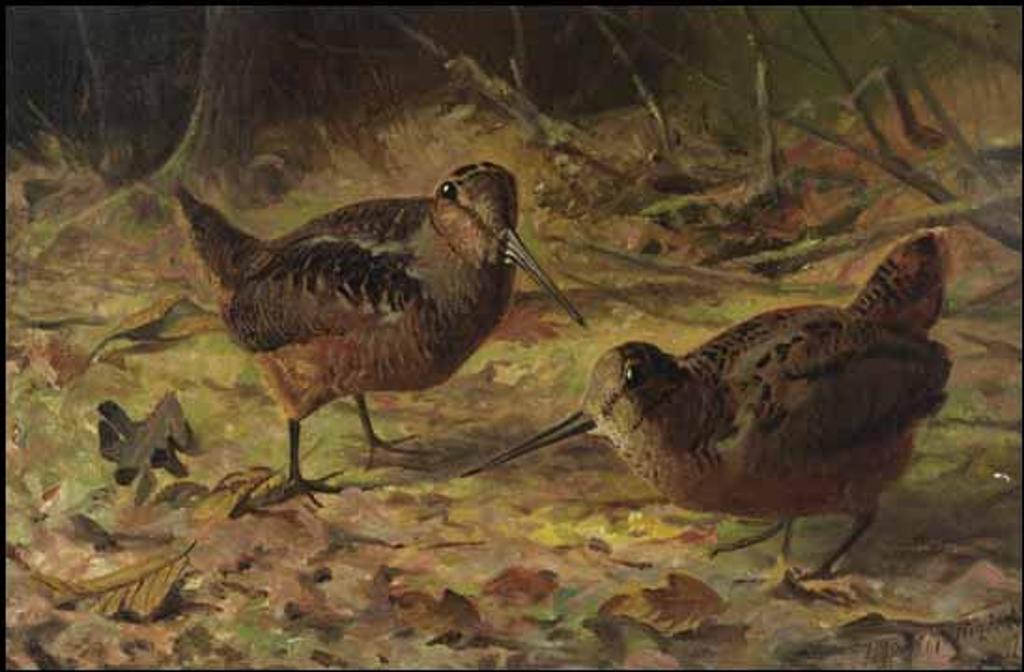 Thomas Mower Martin (1838-1934) - Woodcock in the Forest