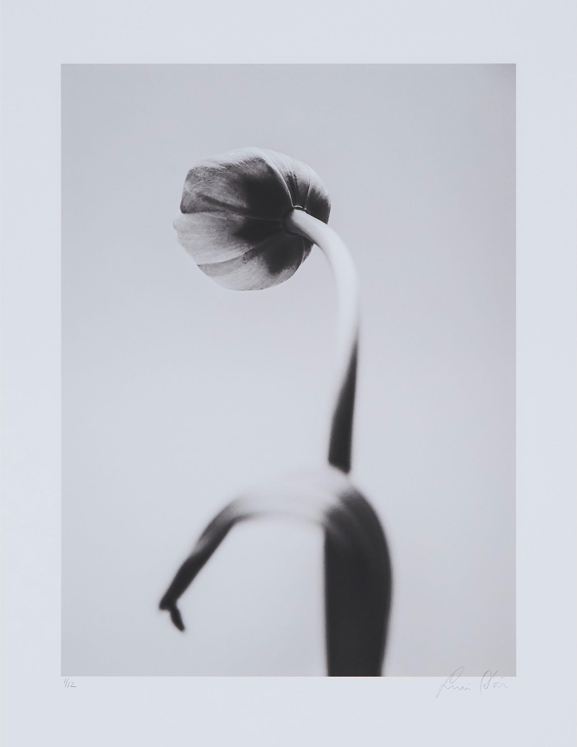 Yuri Dojc (1946) - Flower Photograph No. 3