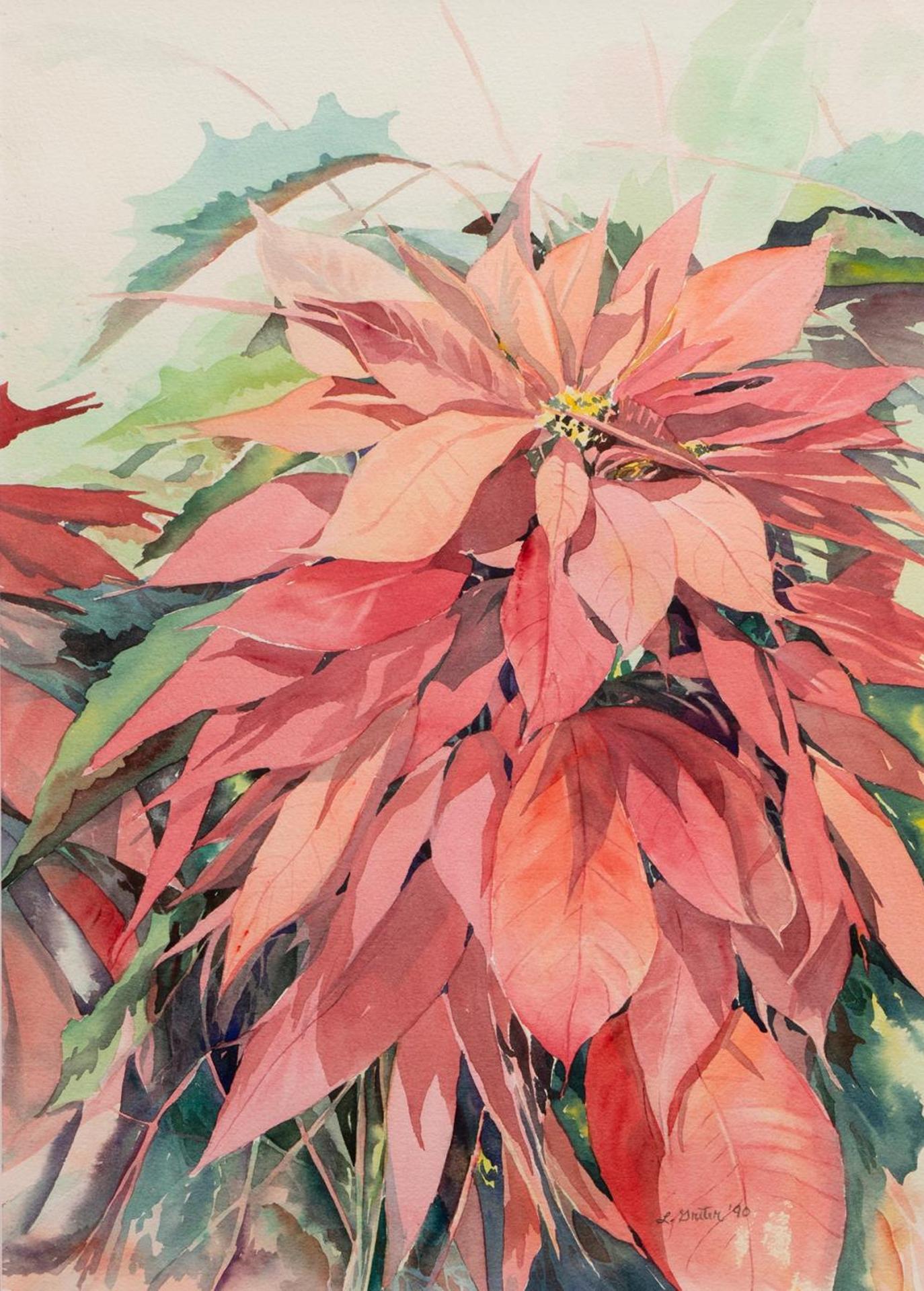 Lydia Gretter - South Texas Poinsettia