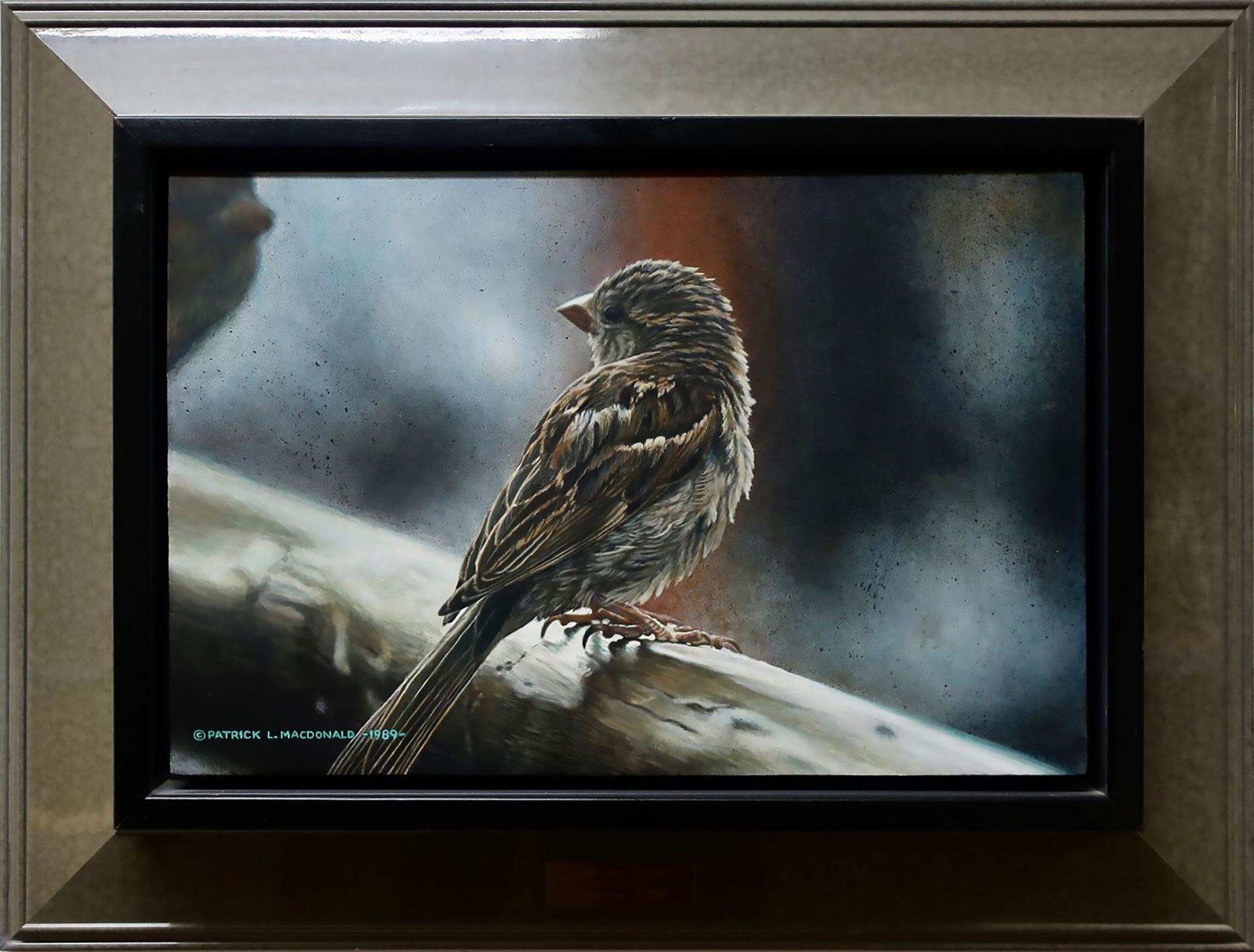 Patrick Lewis MacDonald - Untitled (Sparrow On Alert)