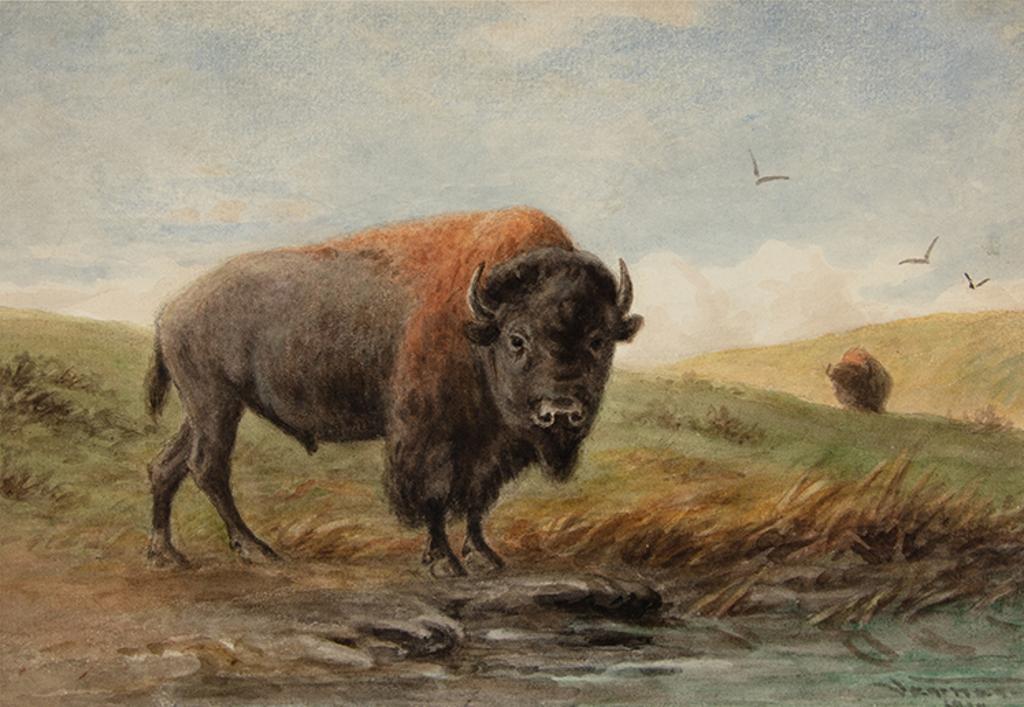 Frederick Arthur Verner (1836-1928) - Buffalo Bull