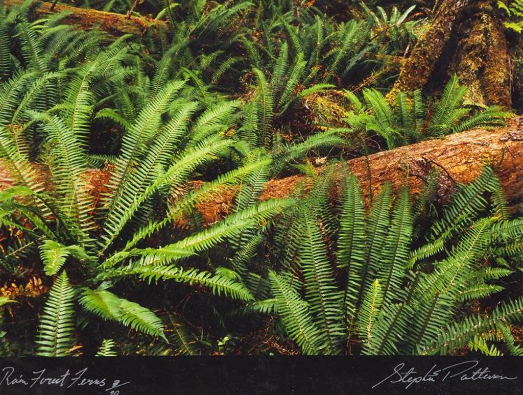 Stephen Scott Patterson - Rainforest Ferns