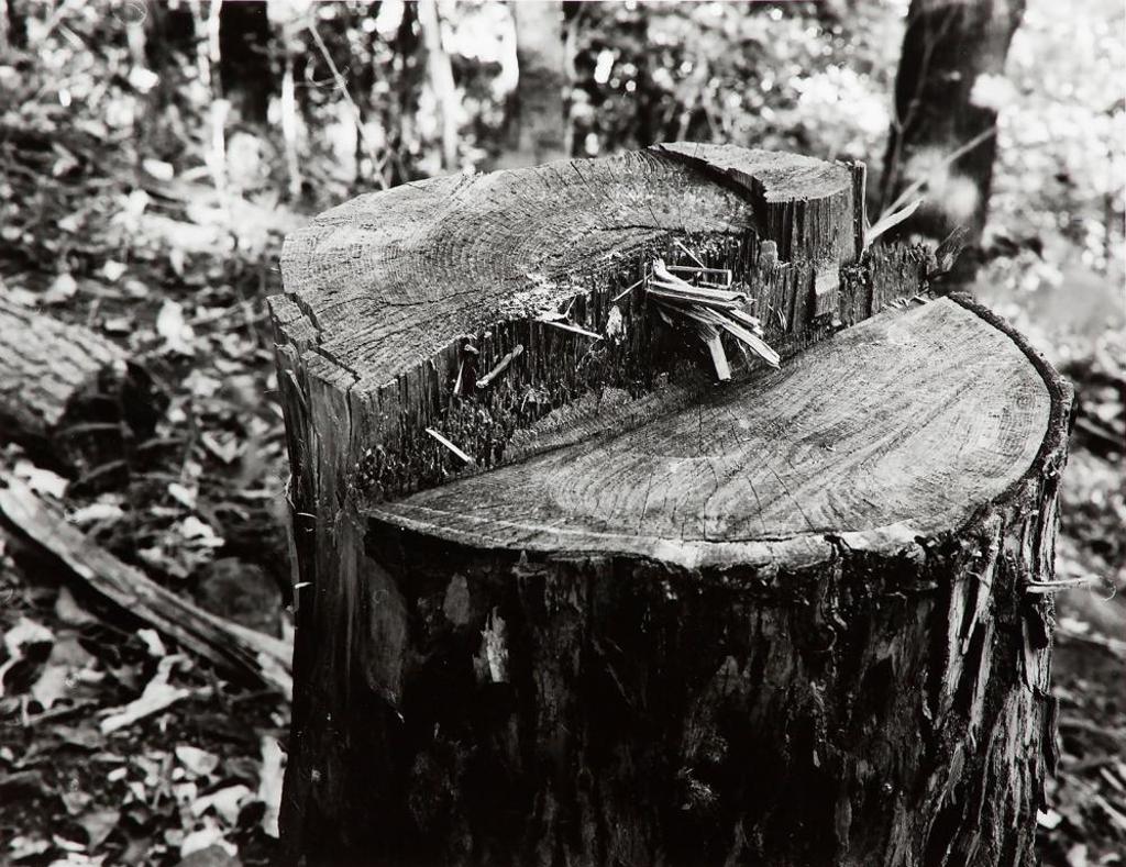 Pierre Charrier (1955) - Untitled - Stump SL 002